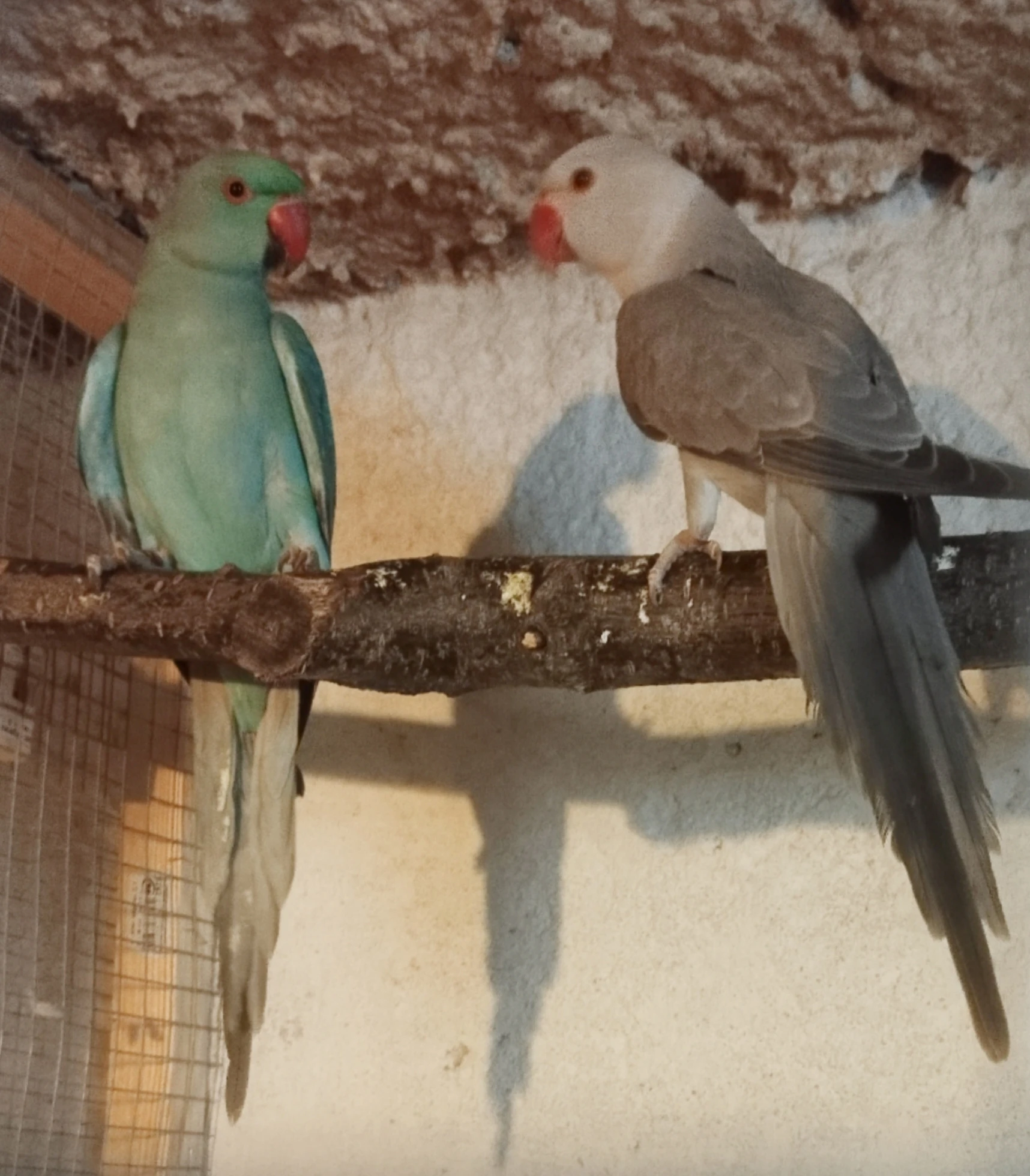 Buttercup 2 letý samec