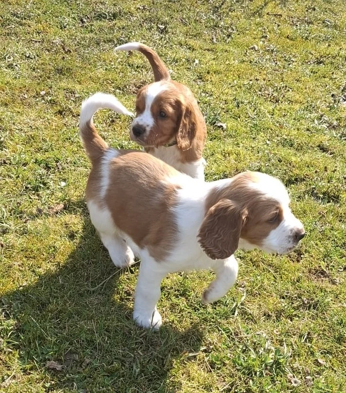 Velššpringršpaněl štěňata