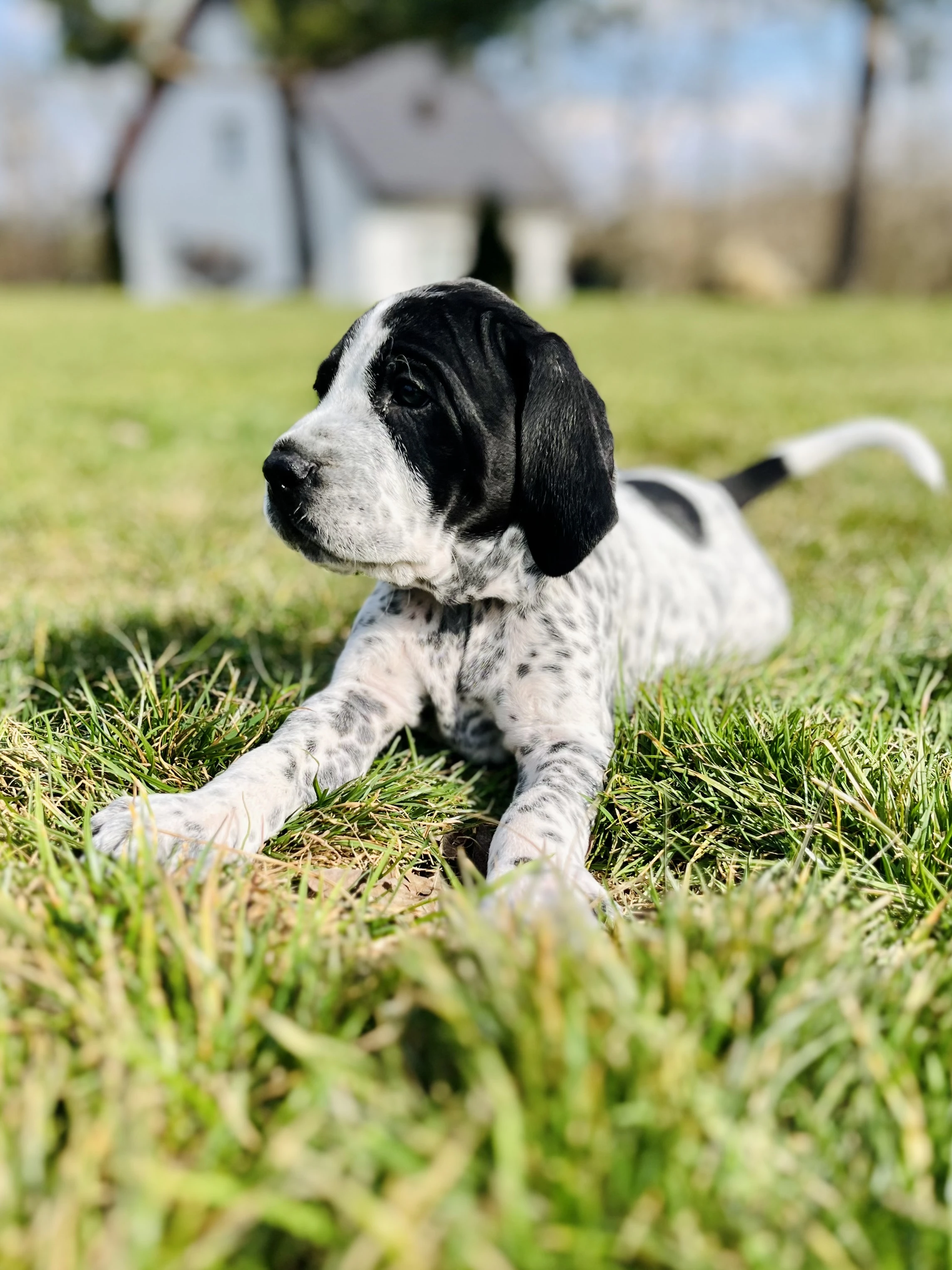 Auvergneský ohař - štěňata