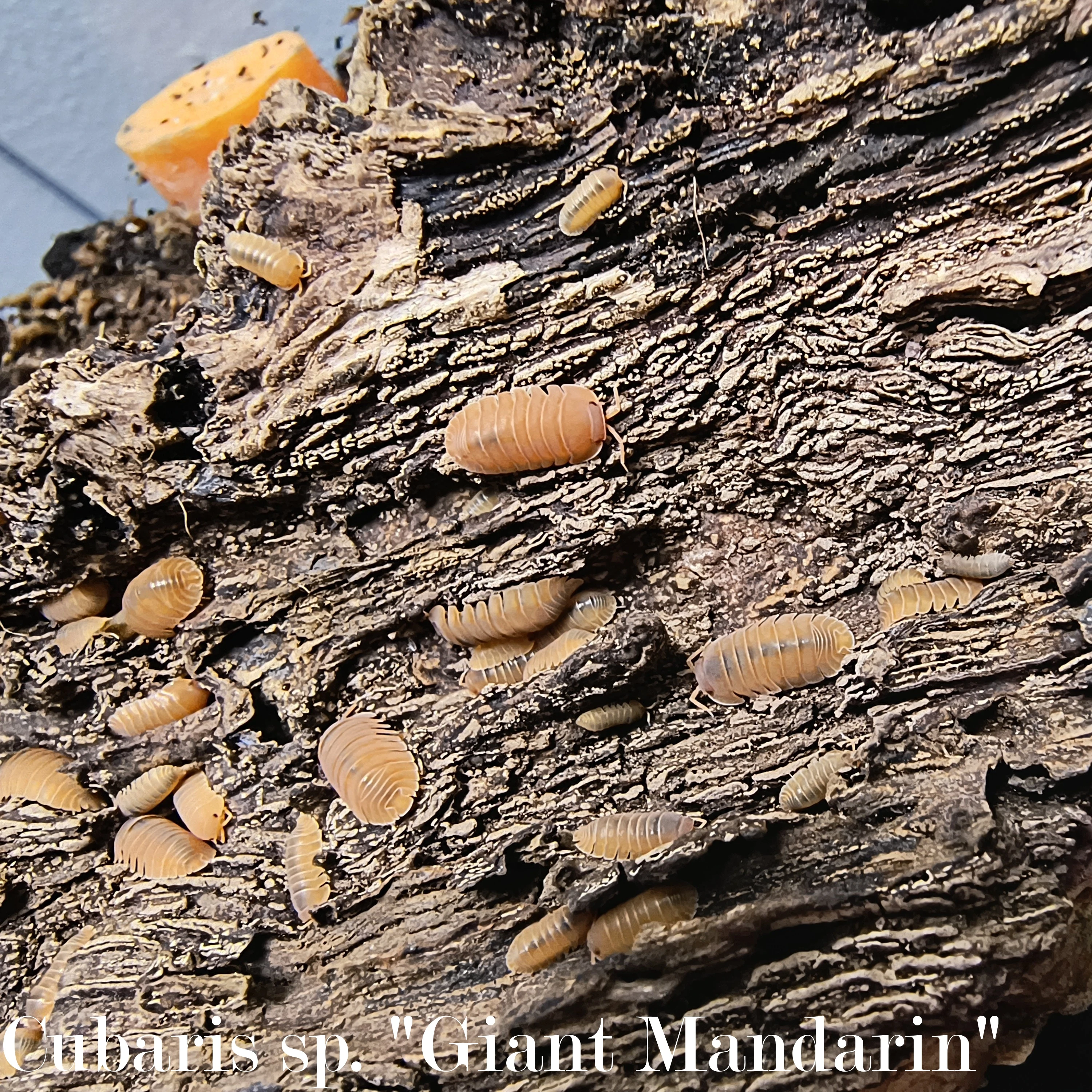 Isopody·stínky - Bulk/balíčky