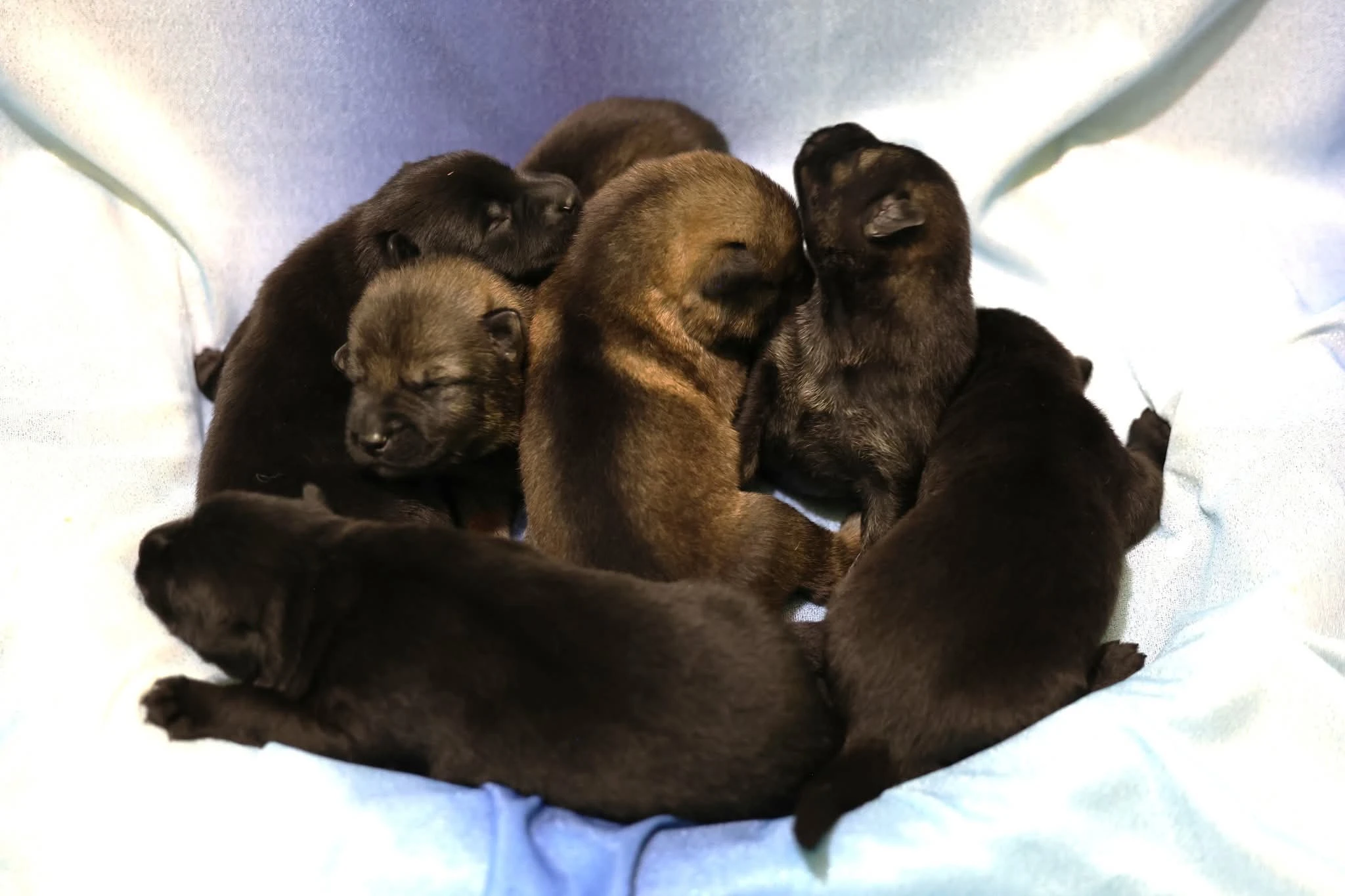 Německý ovčák štěňata s PP 