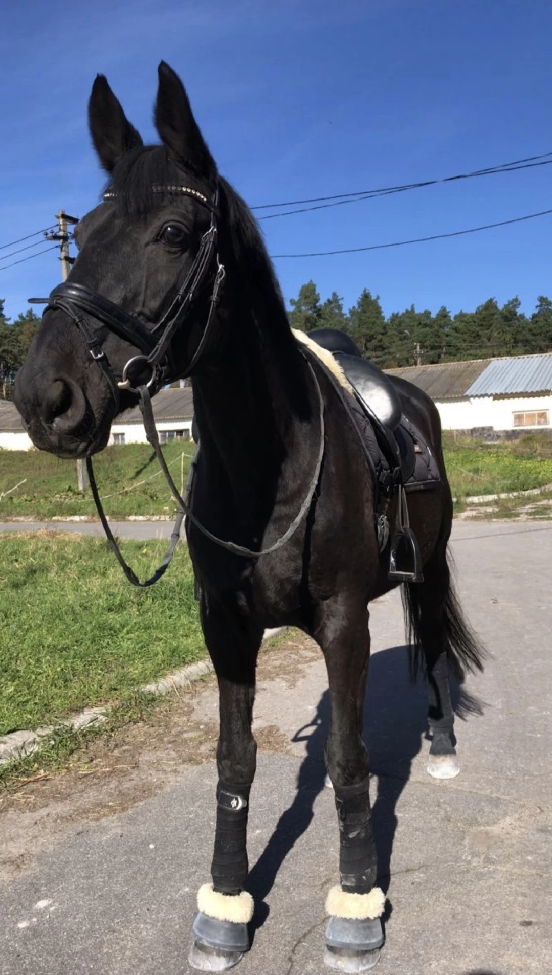 Poptávka koupě rekreačního koně – spolehlivý parťák do terénu