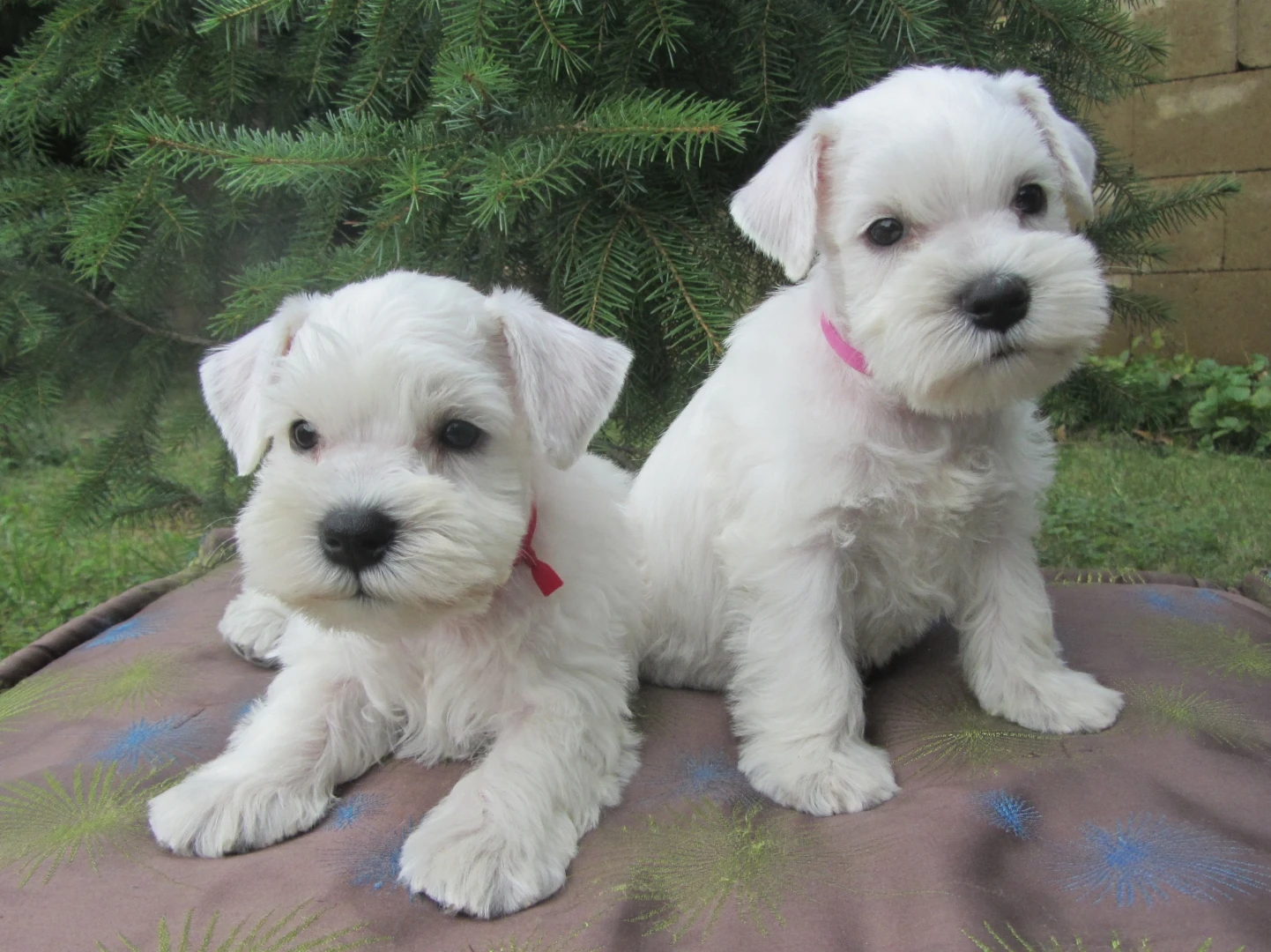 Knírač malý bílý - štěňátka s PP