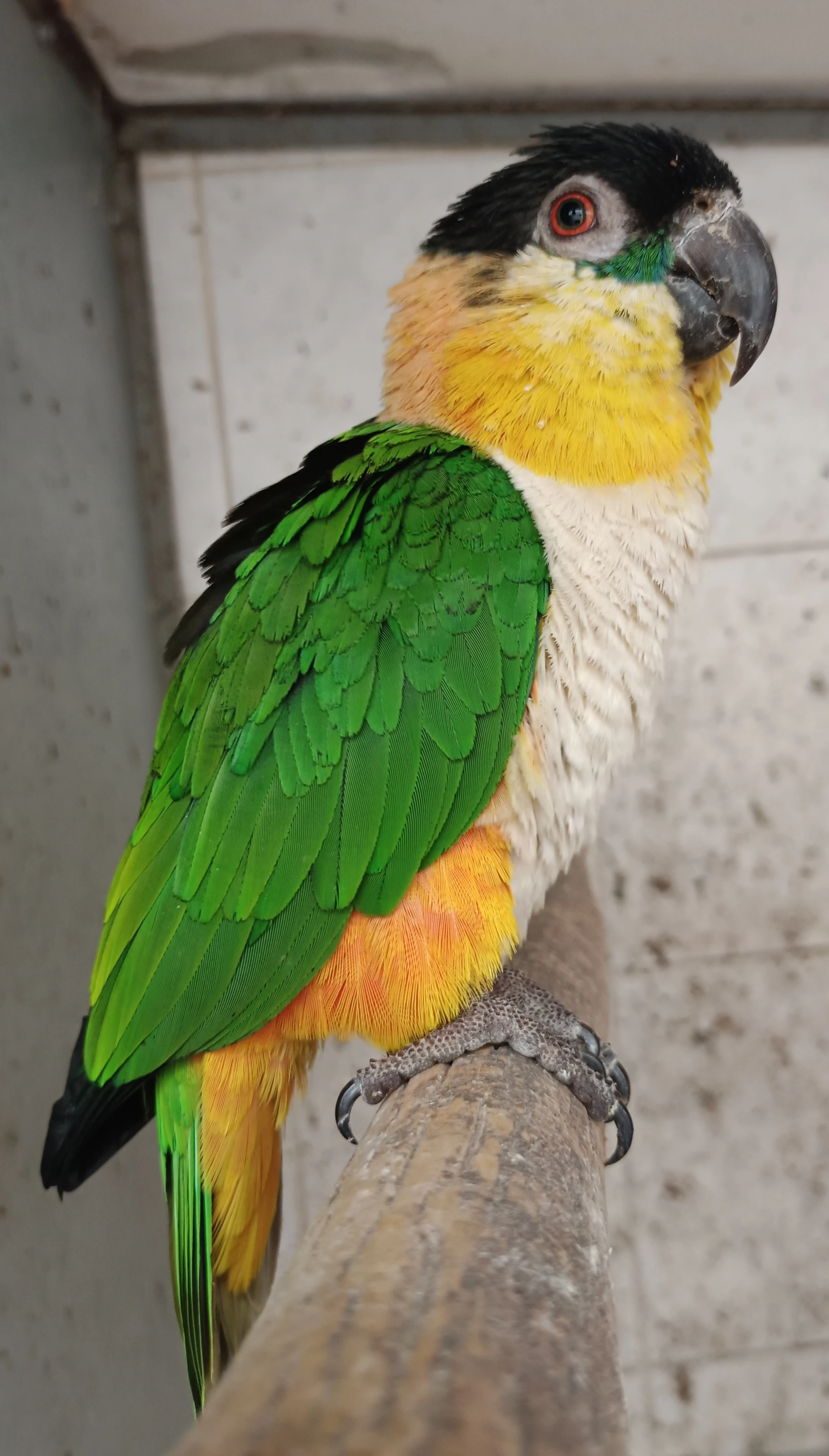 Amazonek černotemenný