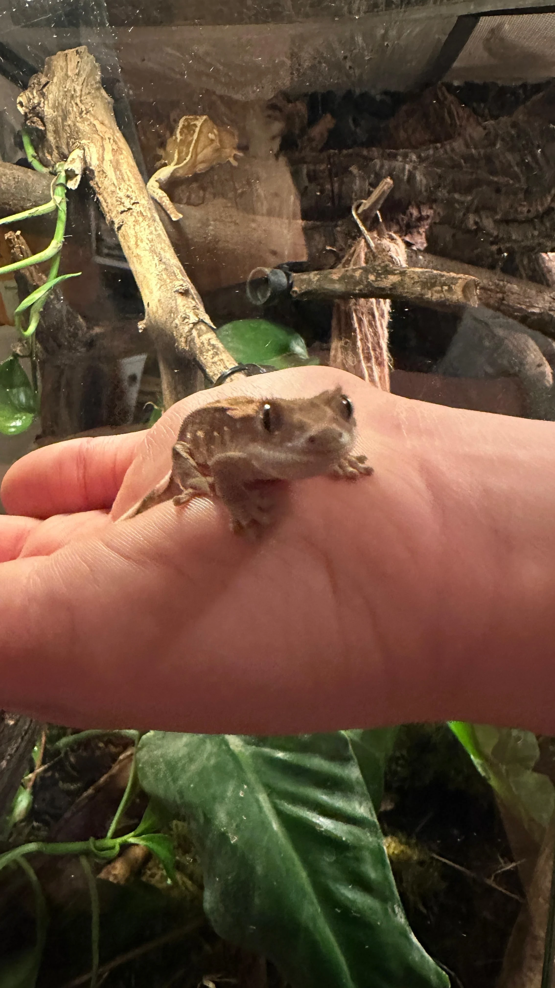 Nabízím rozkrmené mládě pagekona řasnatého