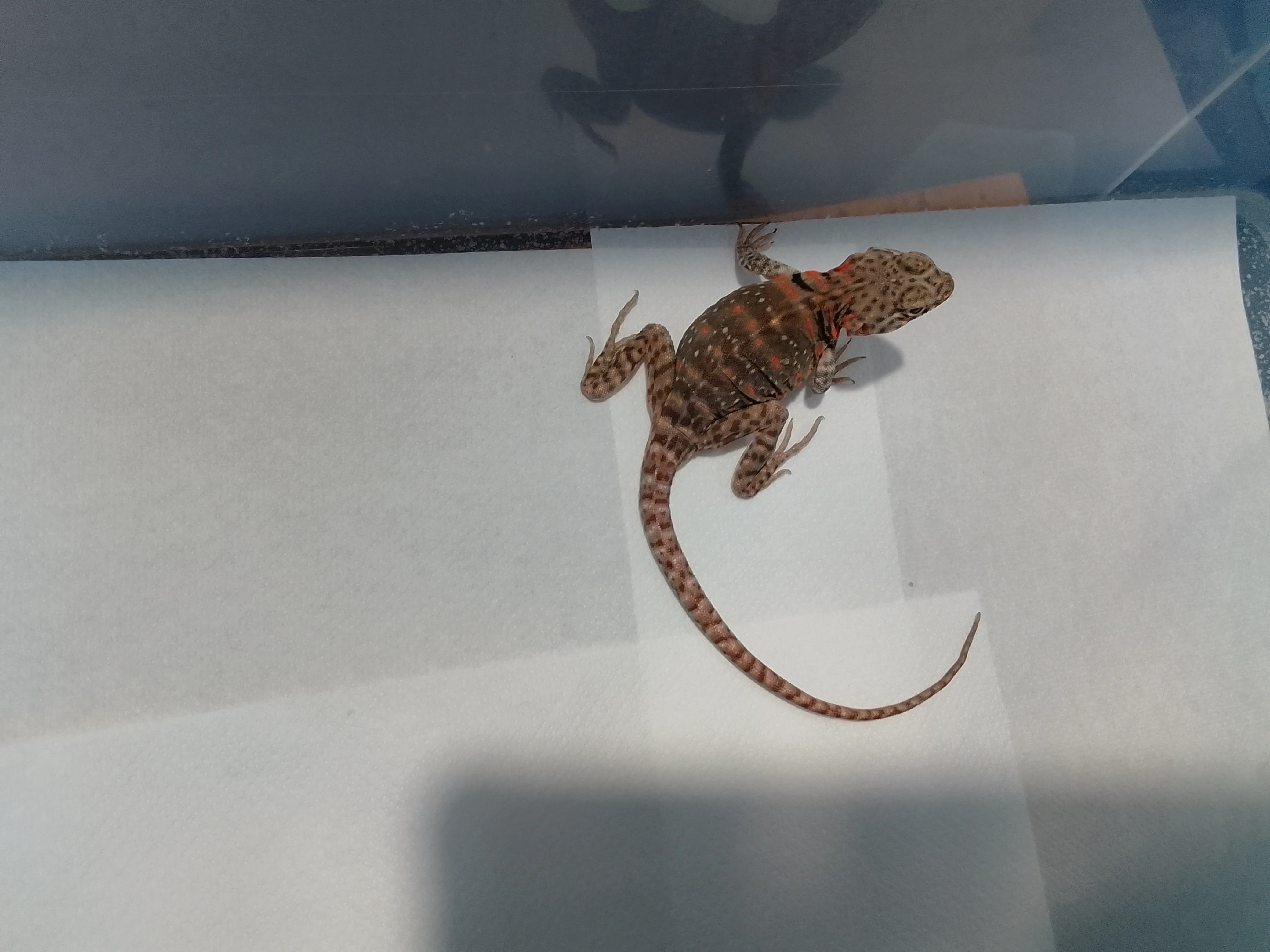 Leguánek obojkový (Crotaphytus collaris)