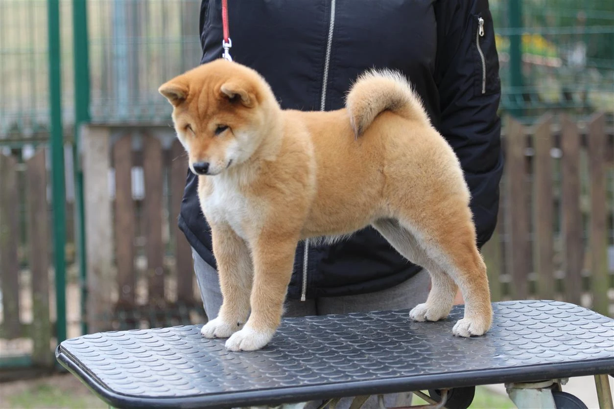 Shiba štěně fenka s PP FCI