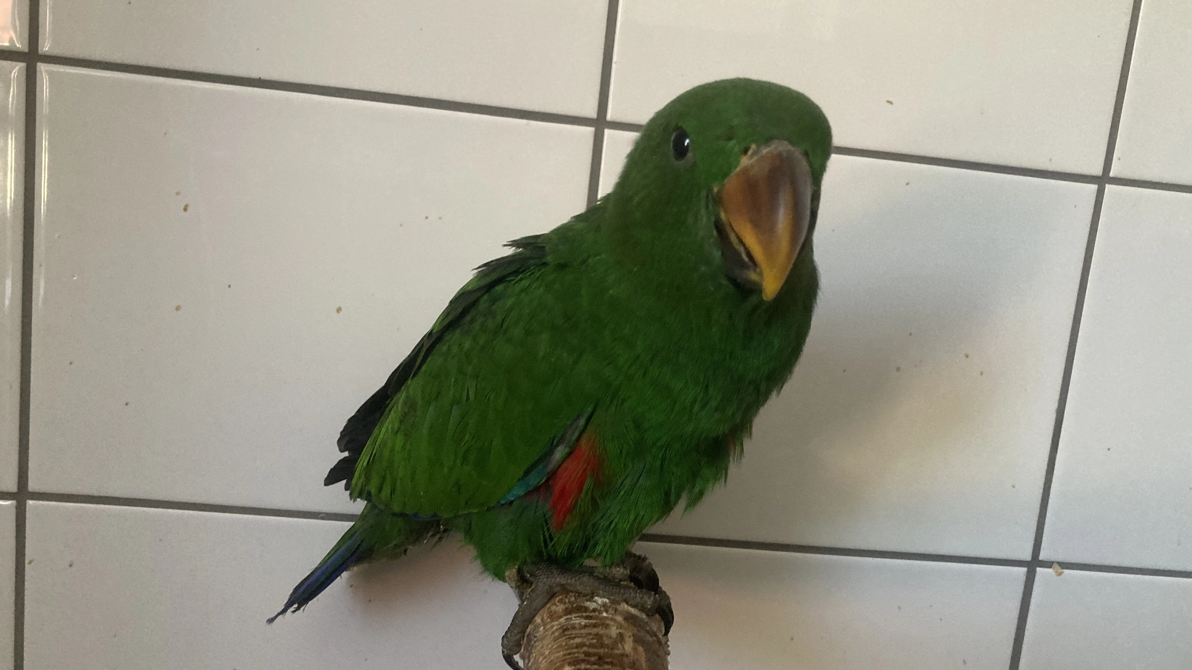 Ručně dokrmený Eklektus