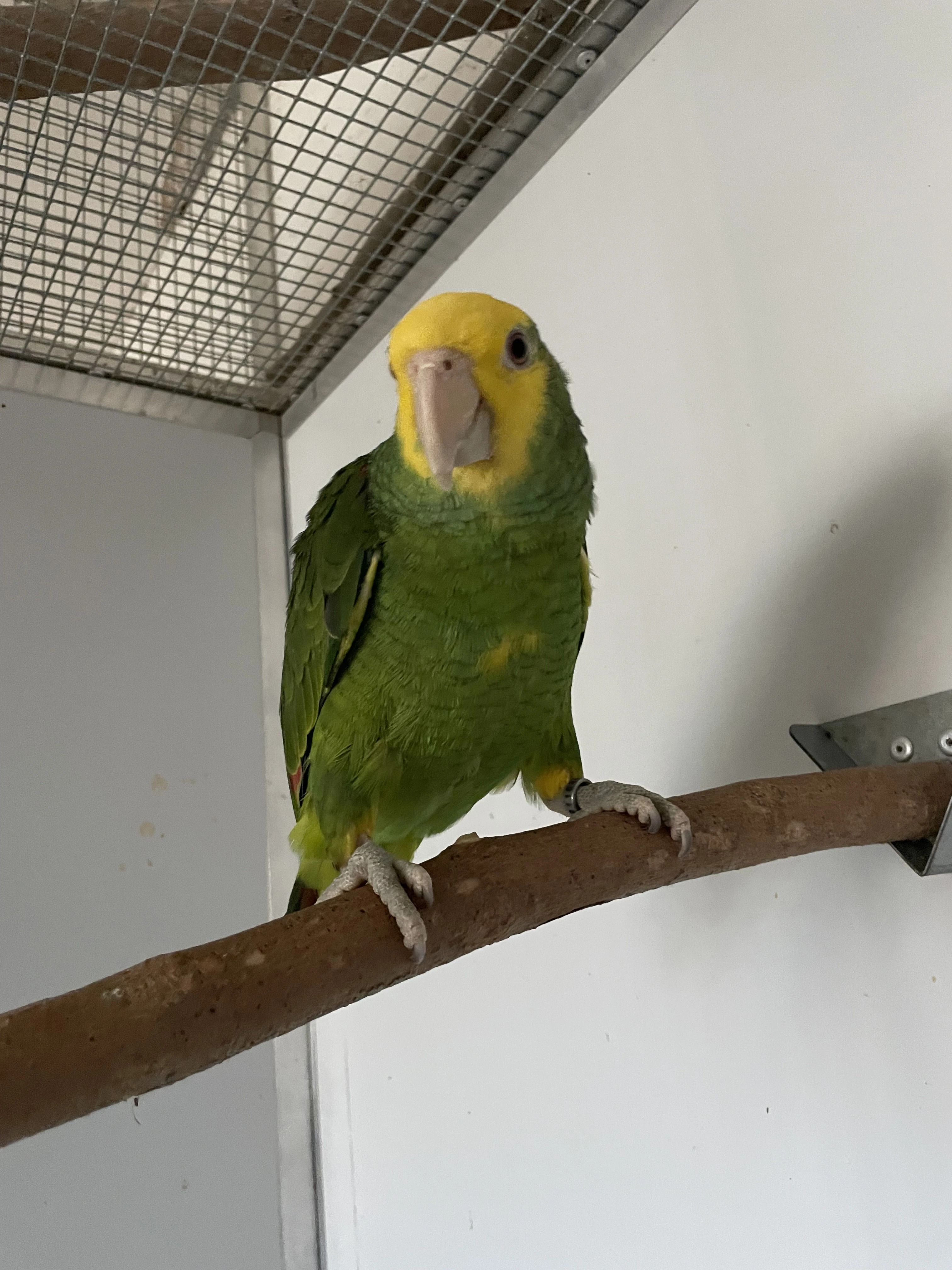 Amazoňan Oratrix 0.1