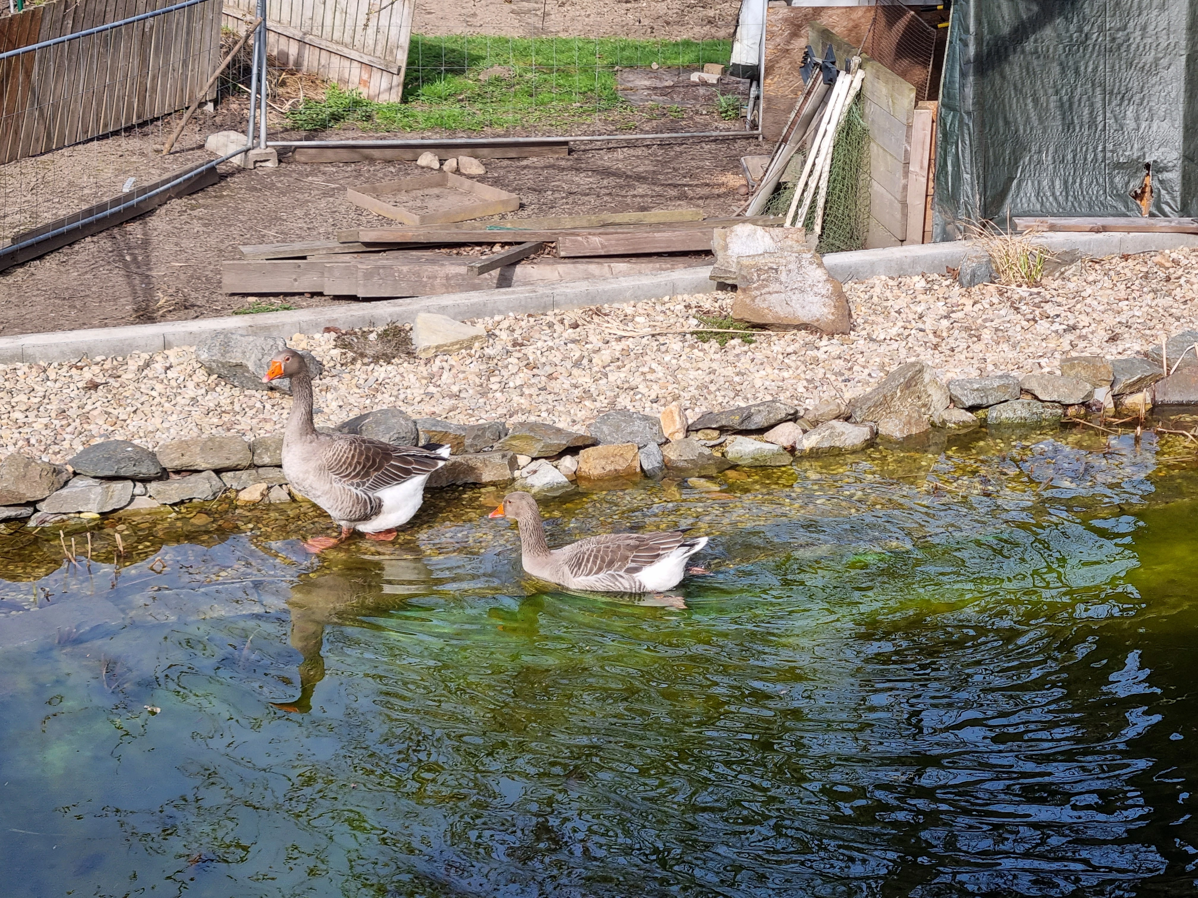 Prodám chovný pár husy landeské