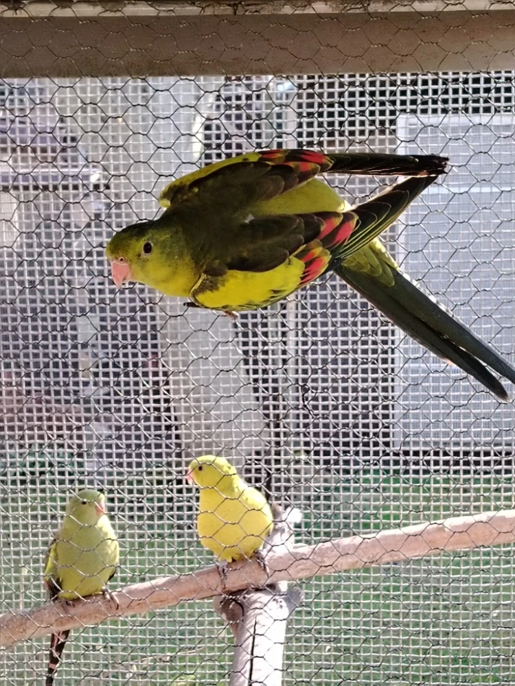 Prodám Papouška horského