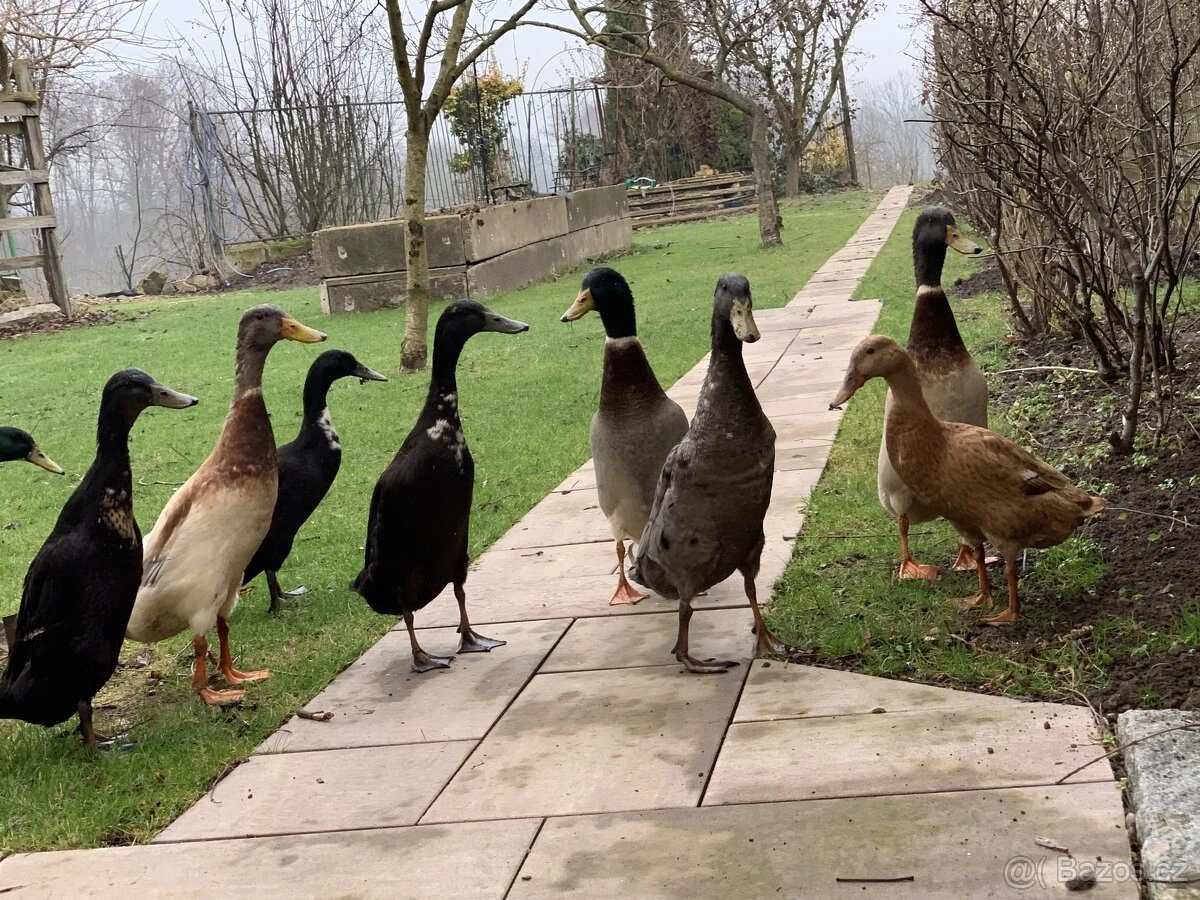 Násadová vejce indický běžec