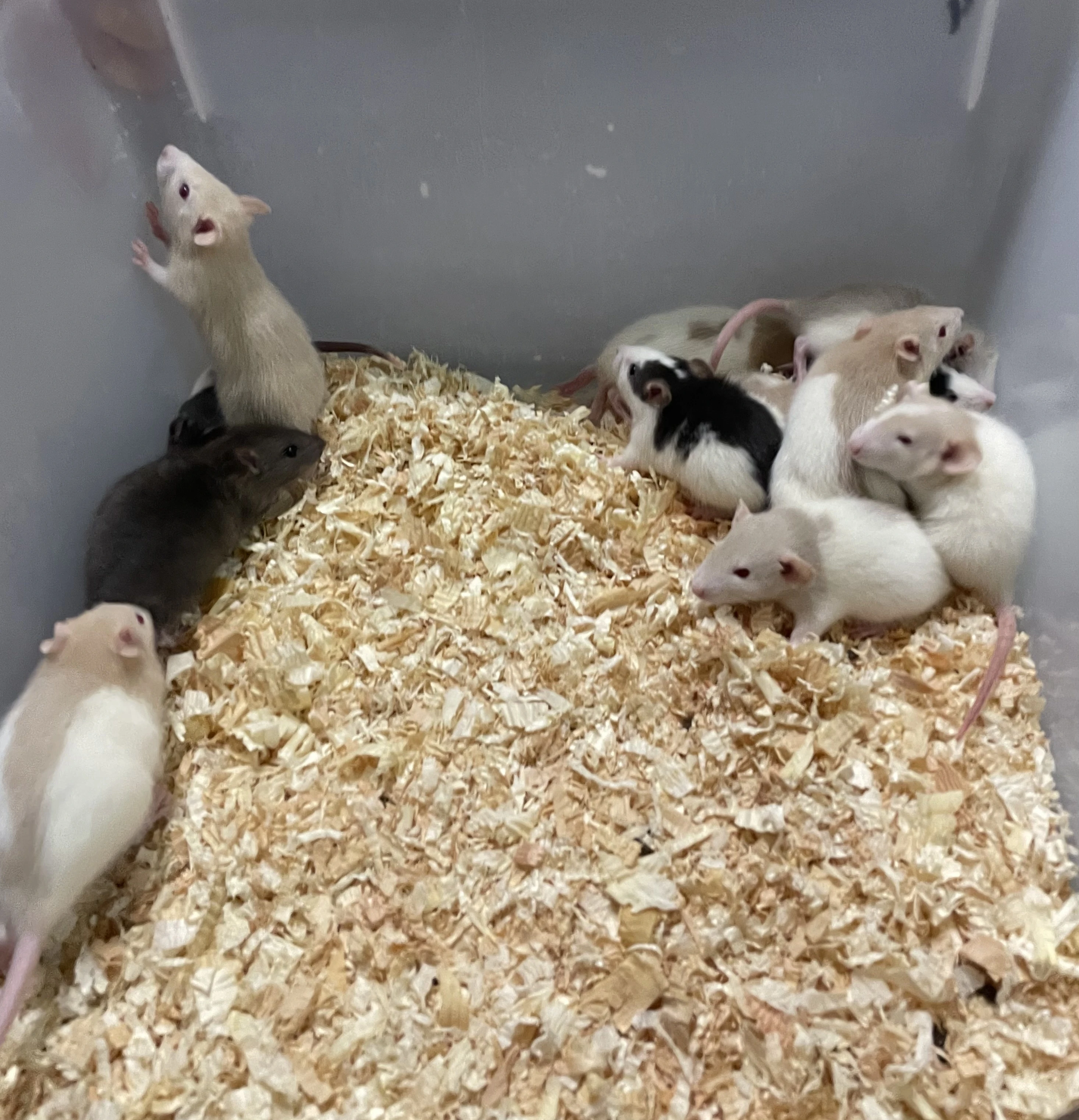 Mastomyši a potkani