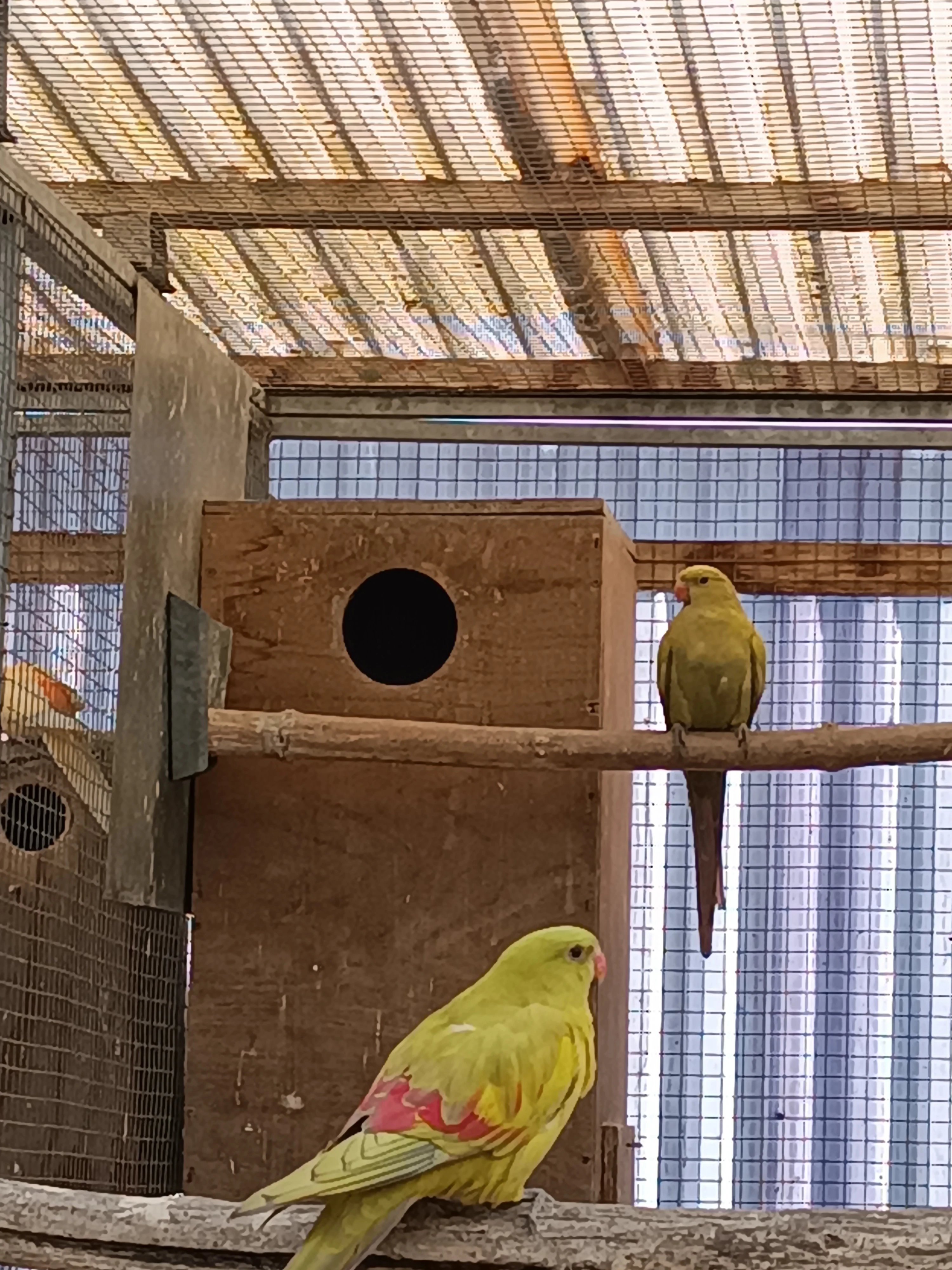 Papoušek horský žlutý pastel