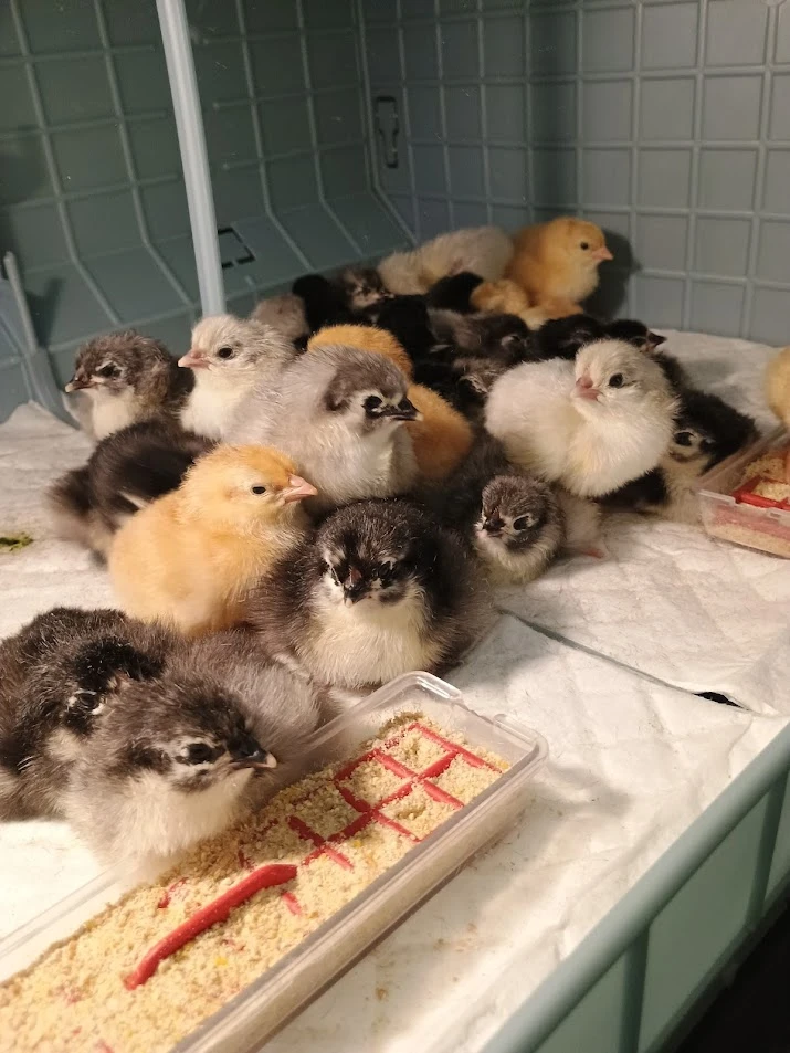 Kuřátka Australky a Hempšírky