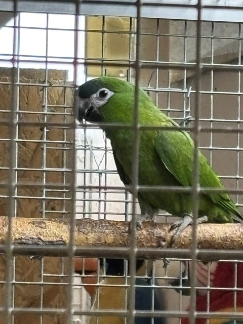 Ara červenoramenný/nobilis