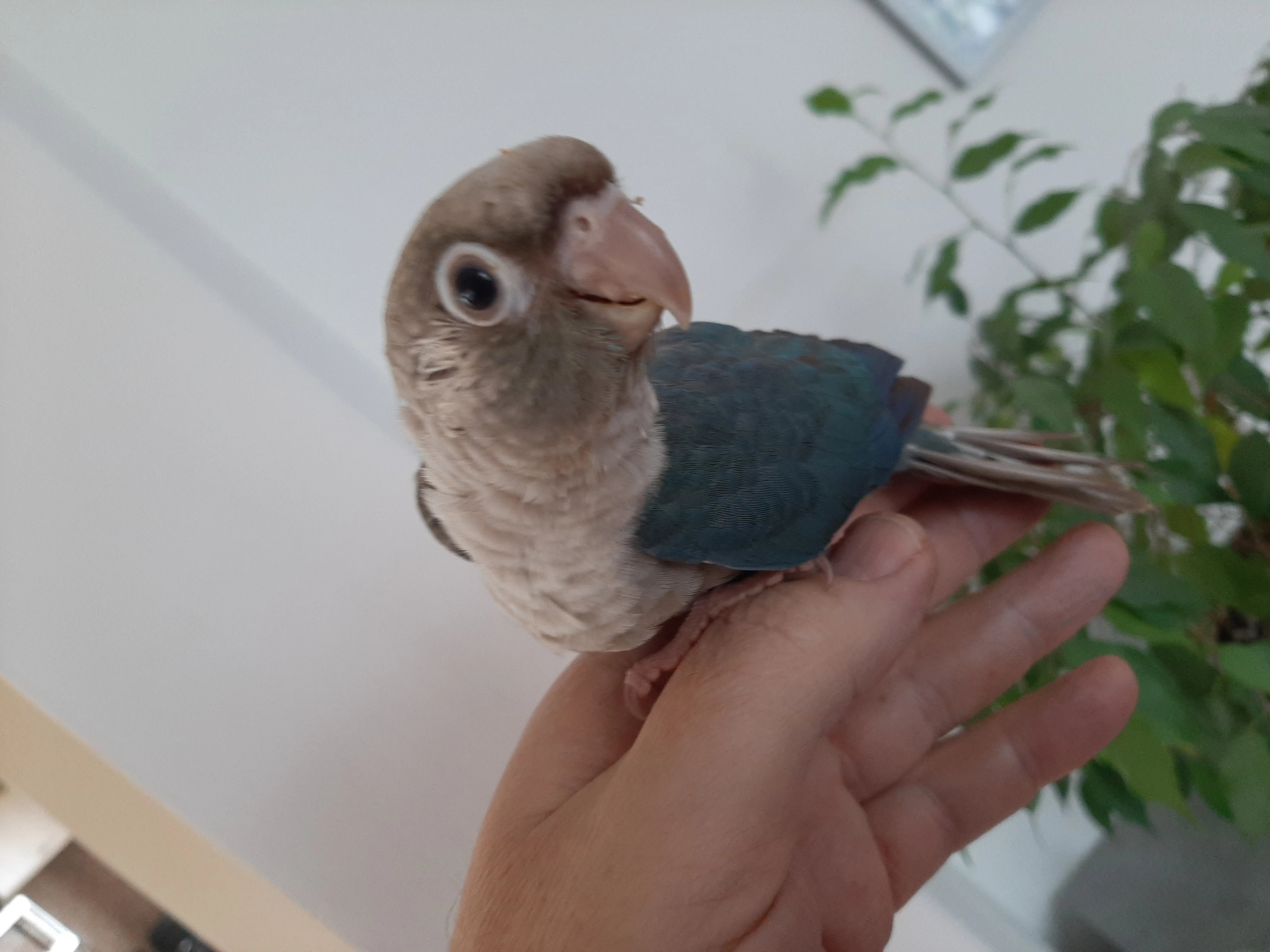 Ručně dokrmená mláďata pyrury zelenolícího