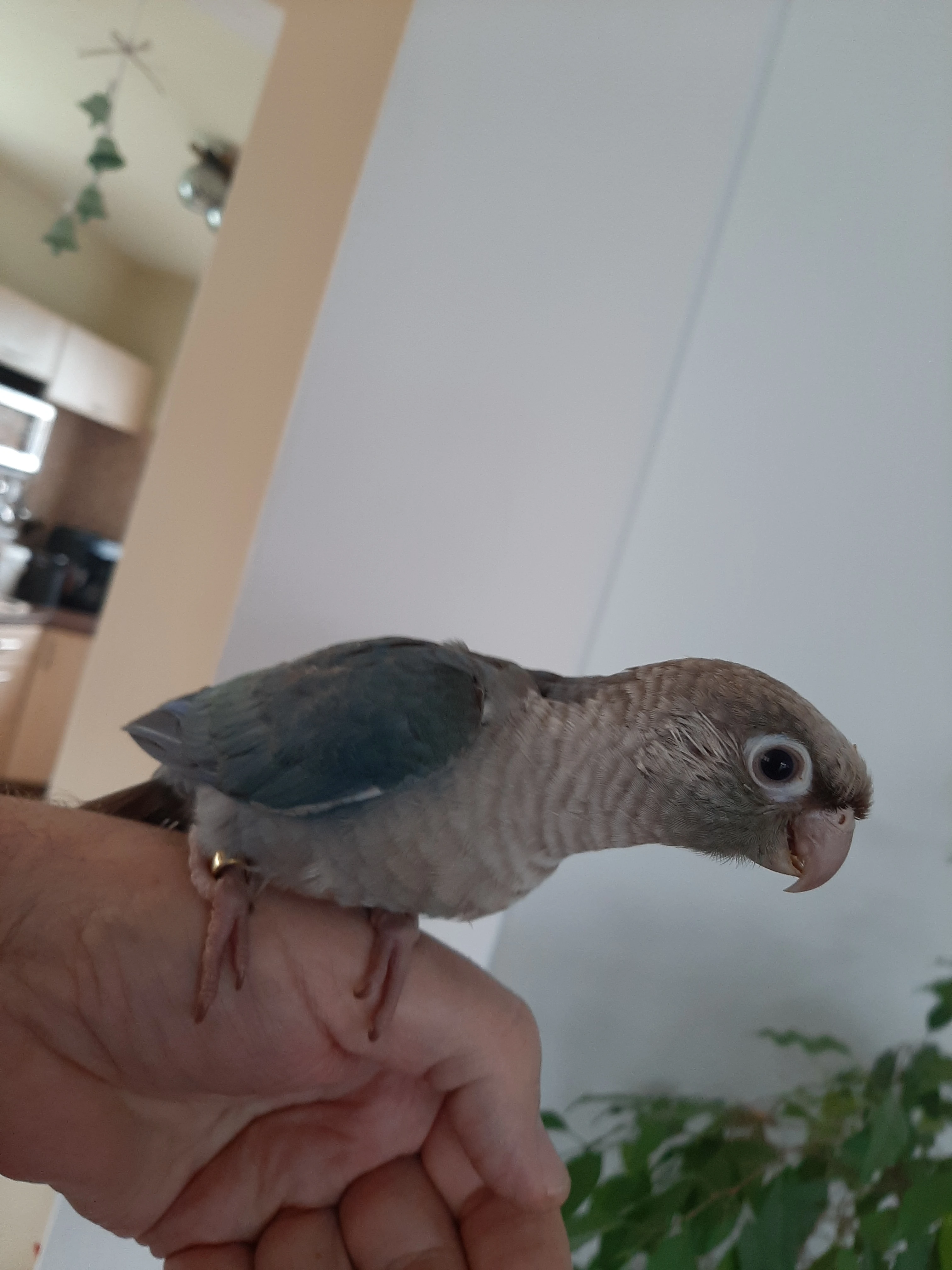 Ručně dokrmená mláďata pyrury zelenolícího