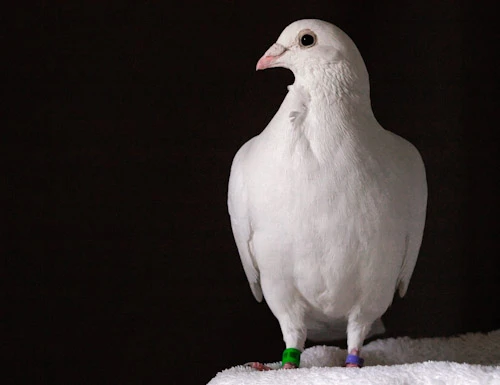 Výměna holuba kalifornského