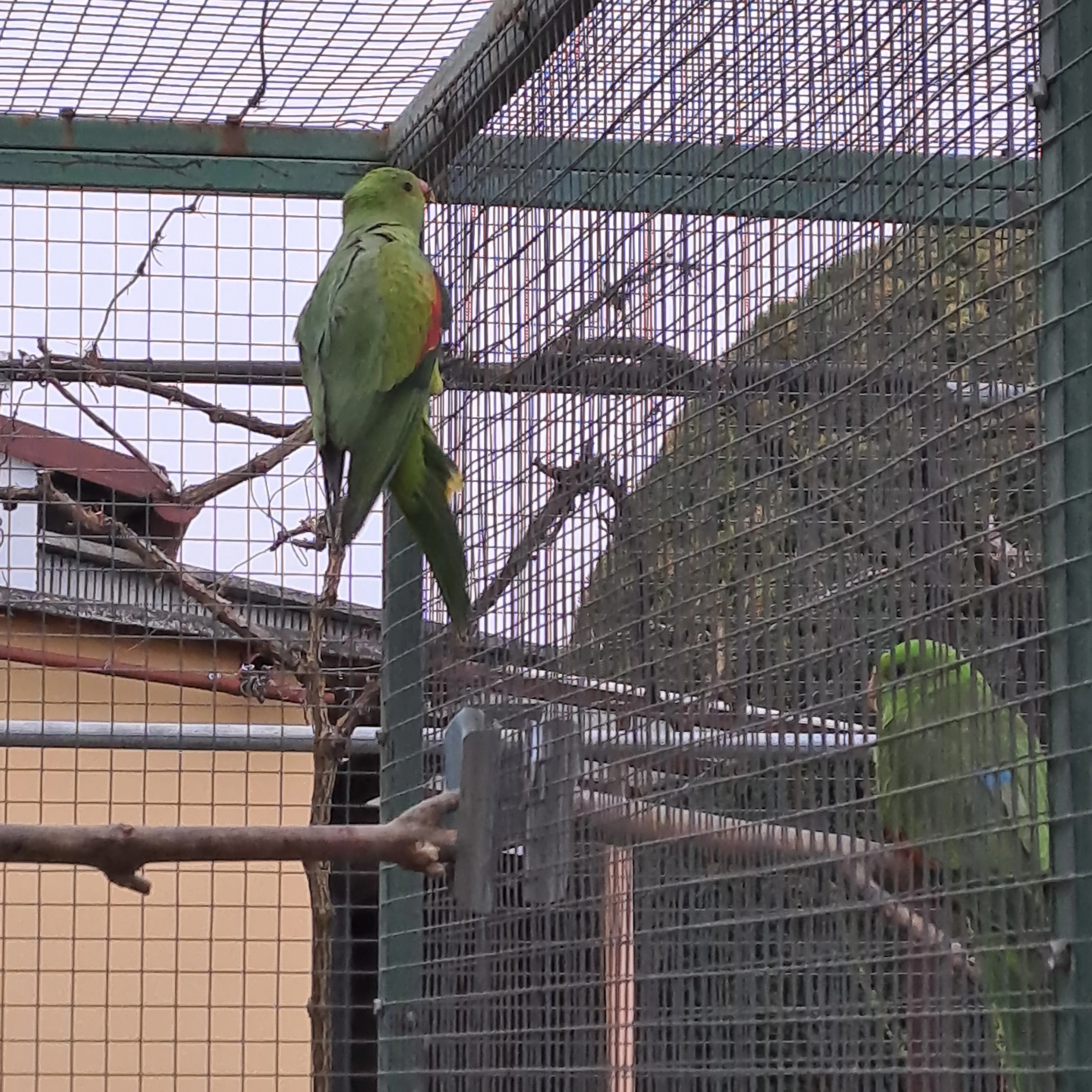 Papoušek červenokřídlý