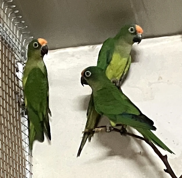 Aratinga zlatočelý 6/2025