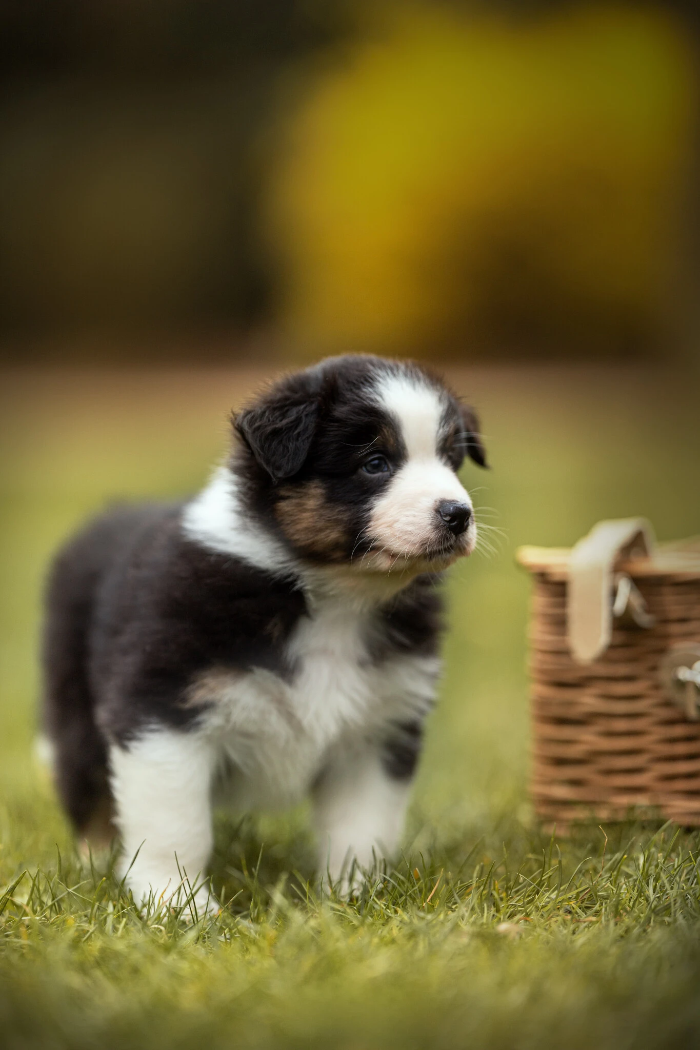 Boromir Australaland - australský ovčák s PP