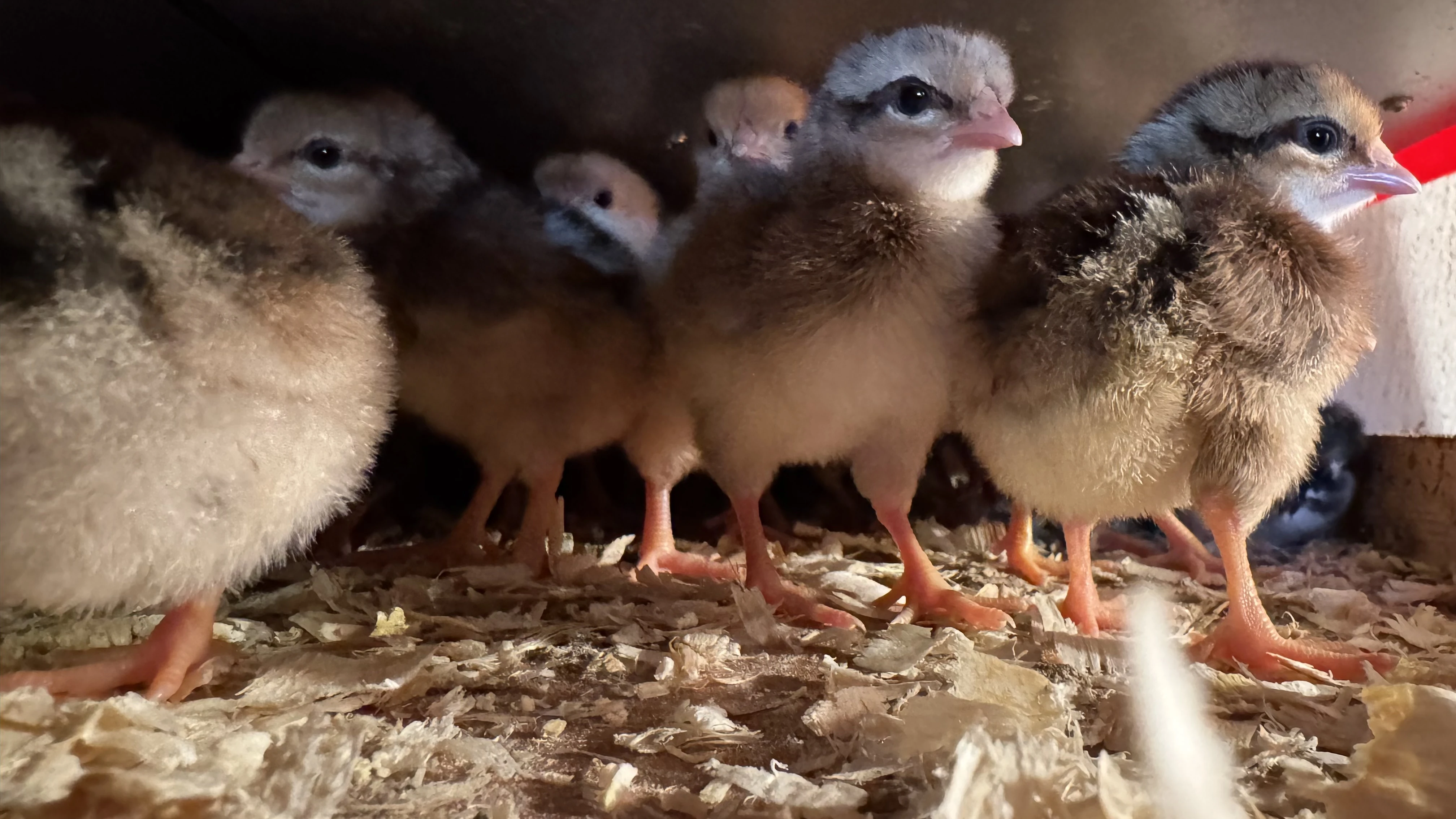 Prodám kuřata Vlaška koroptví