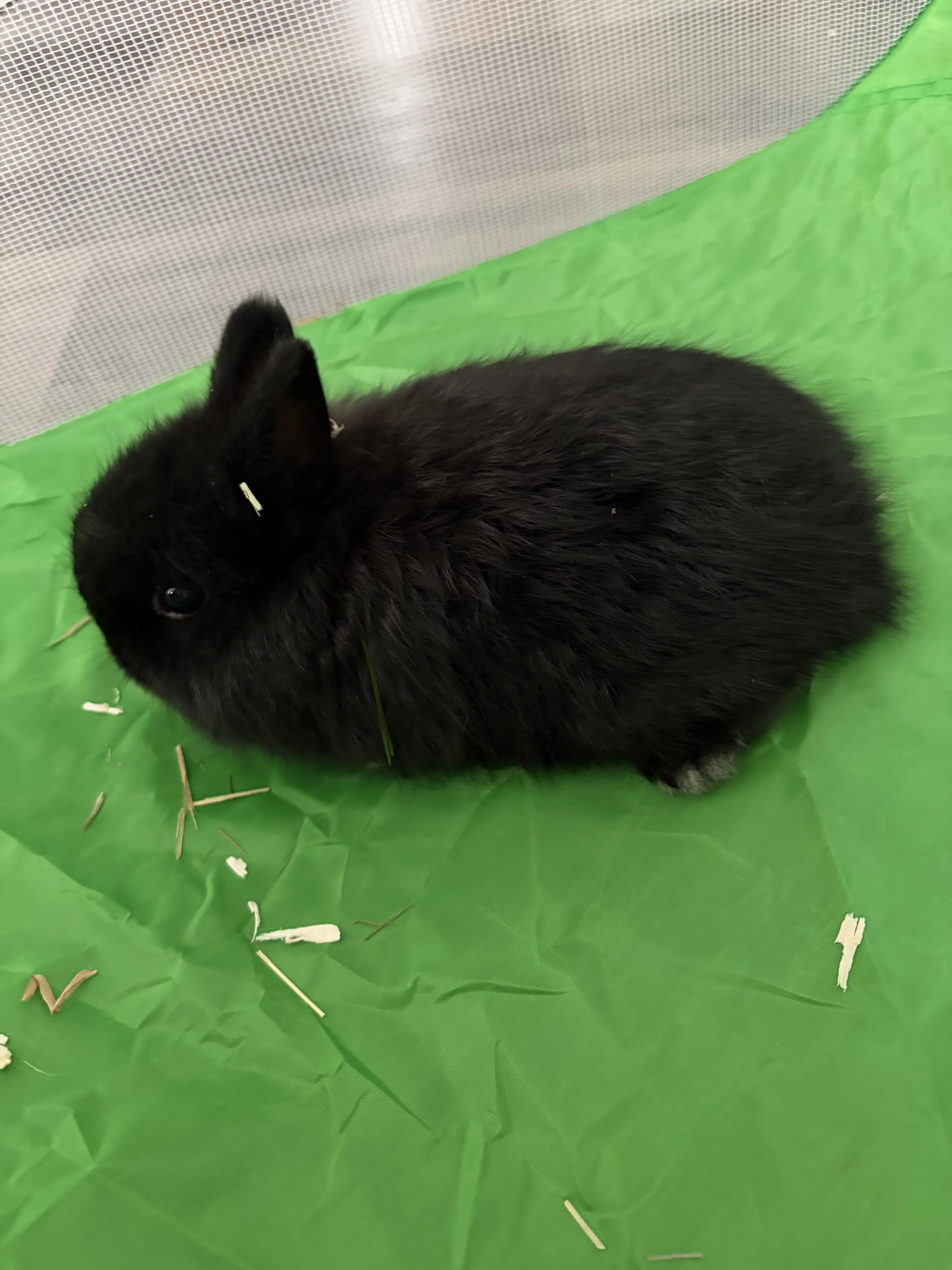 Prodám zakrslého kralicka