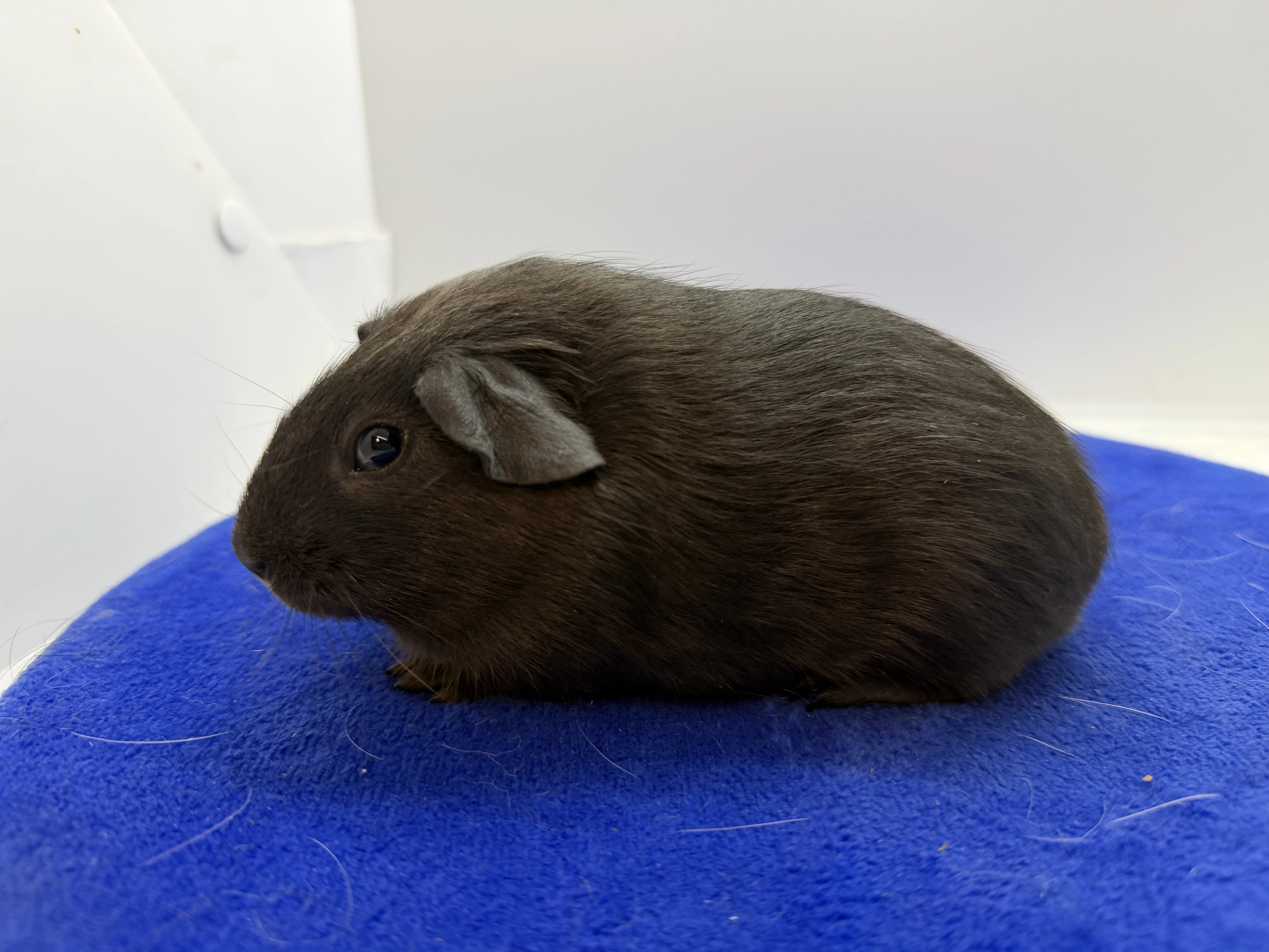 Morče hladke sameček solid aguti blue/amber