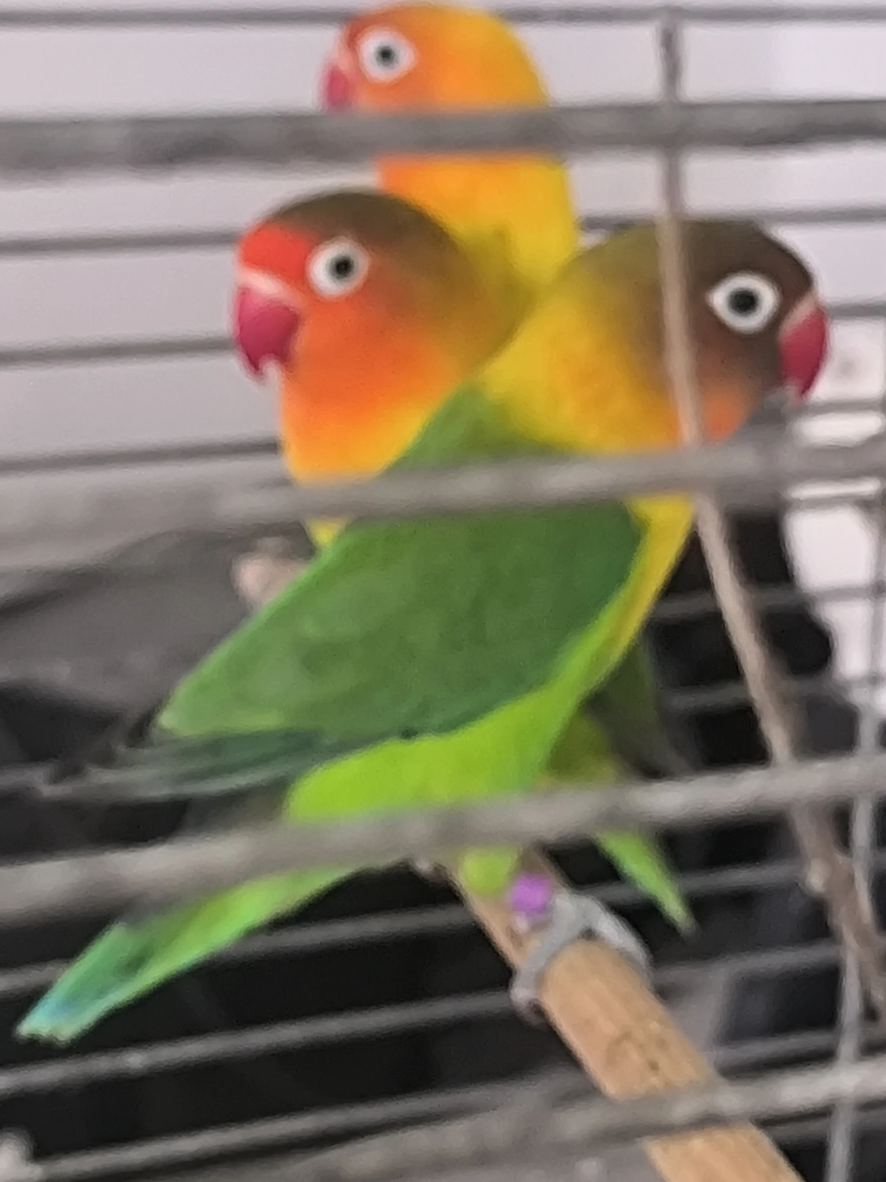 Agapornis Fisery par