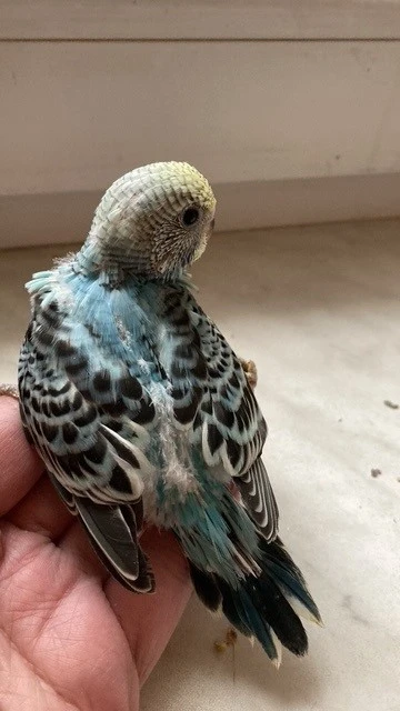 Andulky na ochočení