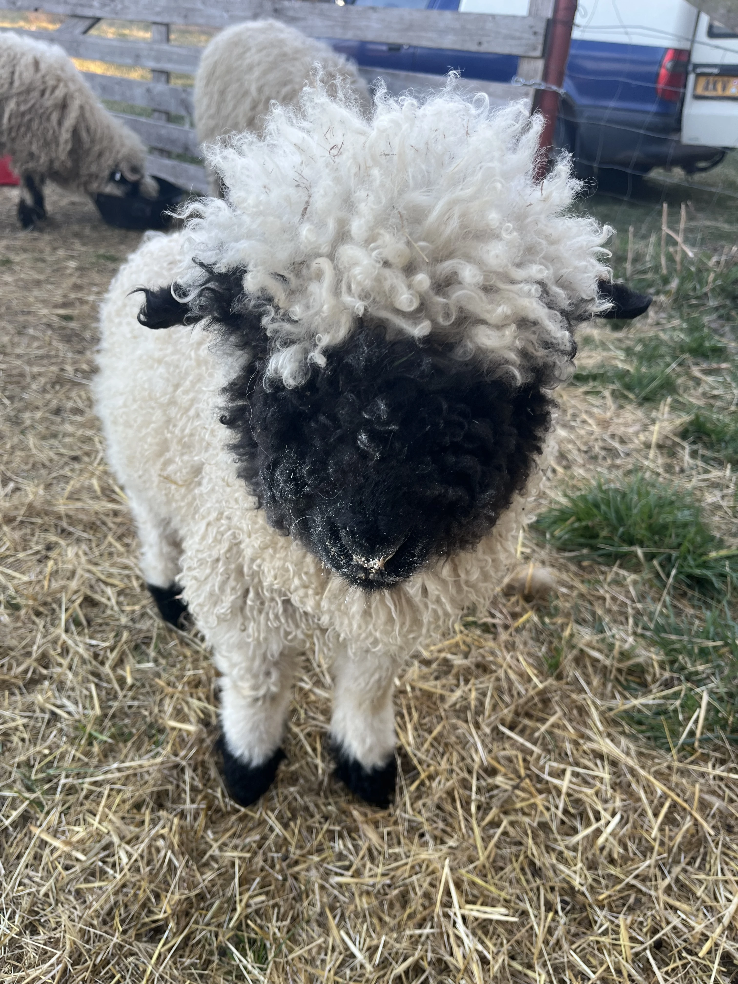 Prodám walliserského beránka