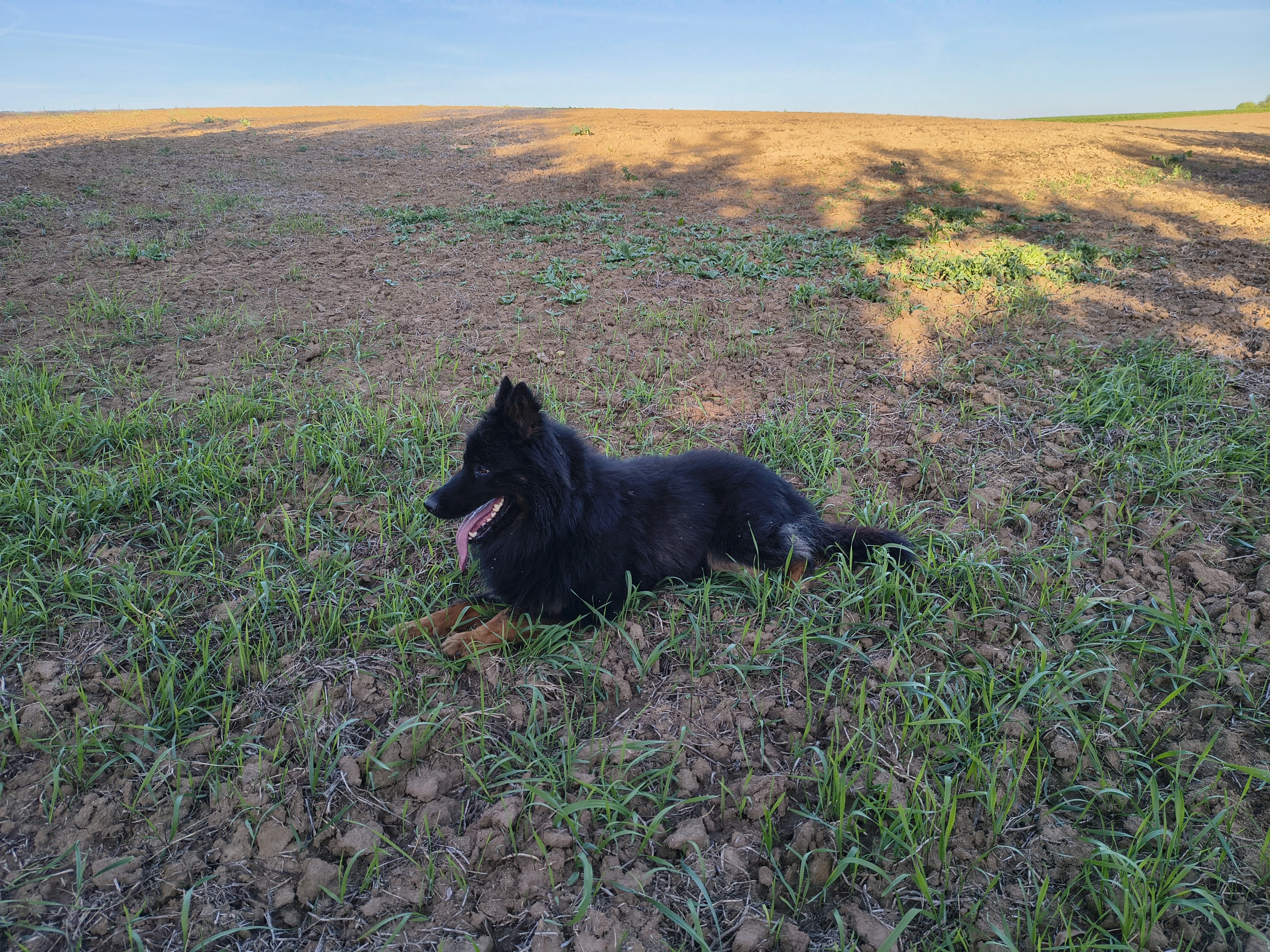 Chodský pes s farmářskou zkušeností