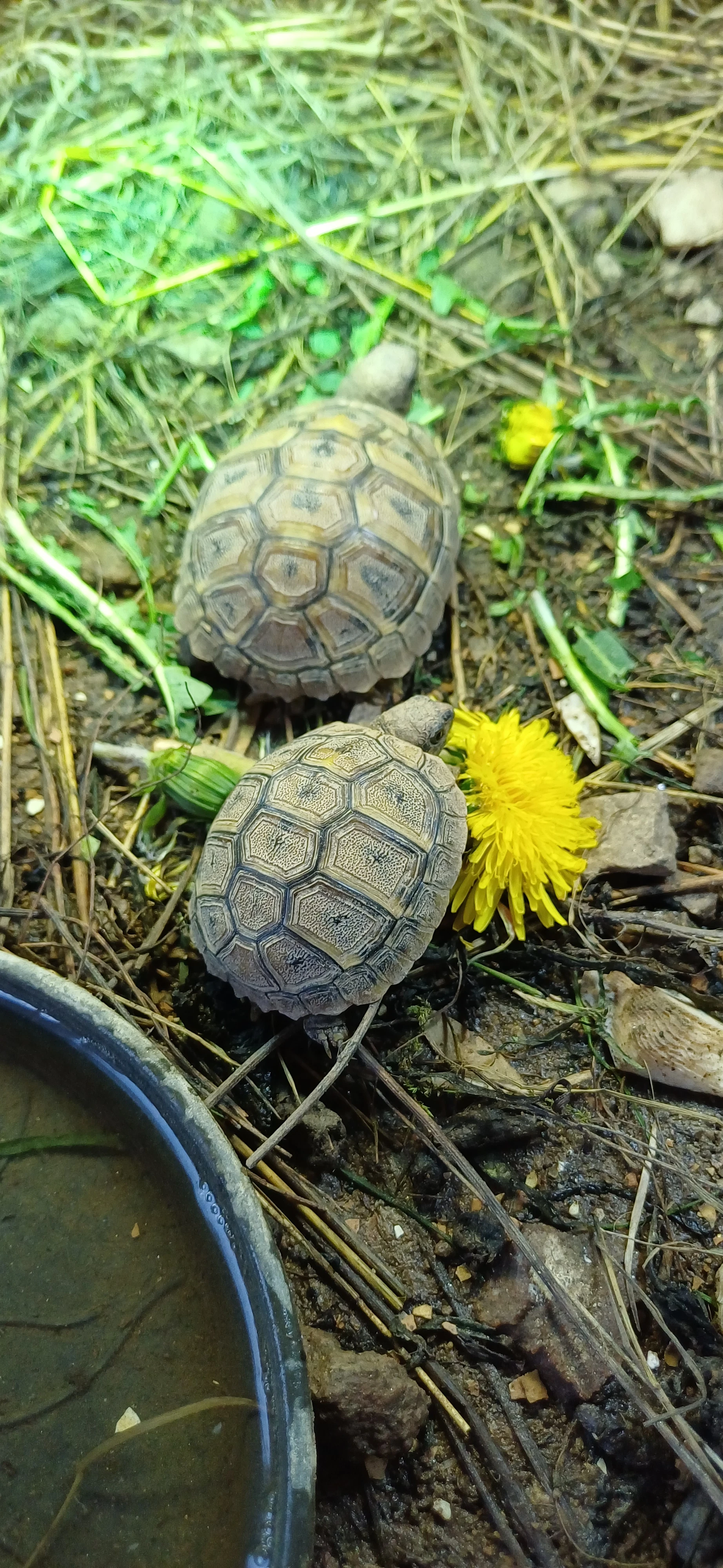 Prodám 7 měsíční mláďata Testudo Hermanni