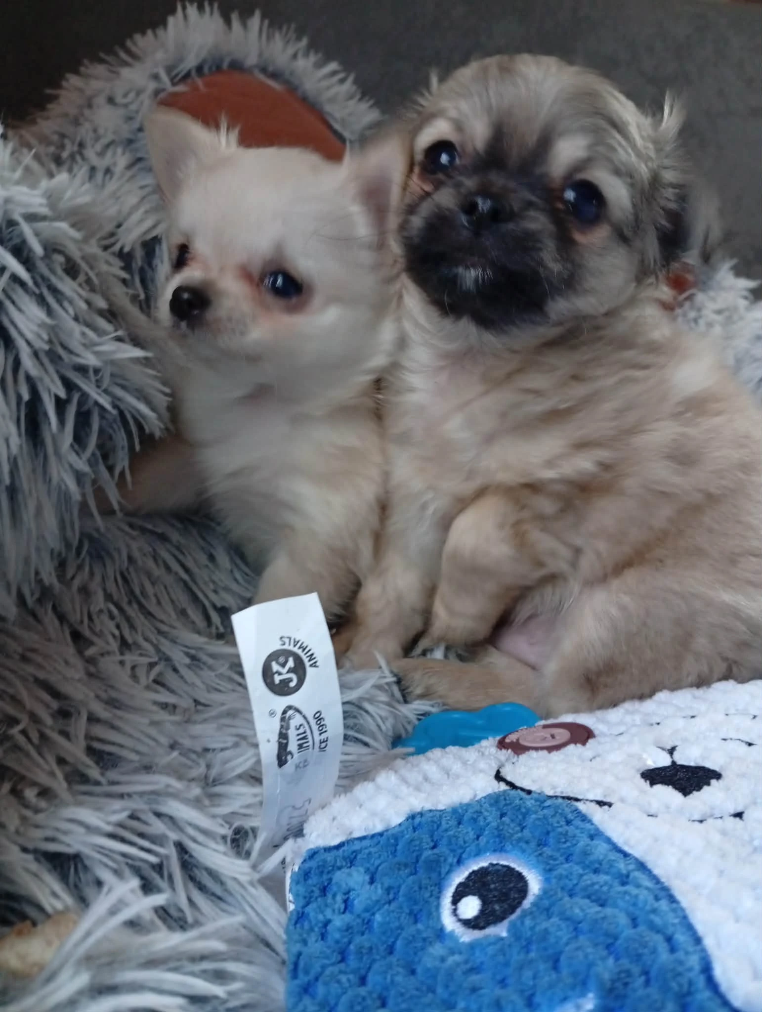 Čivava dlouhosrstá