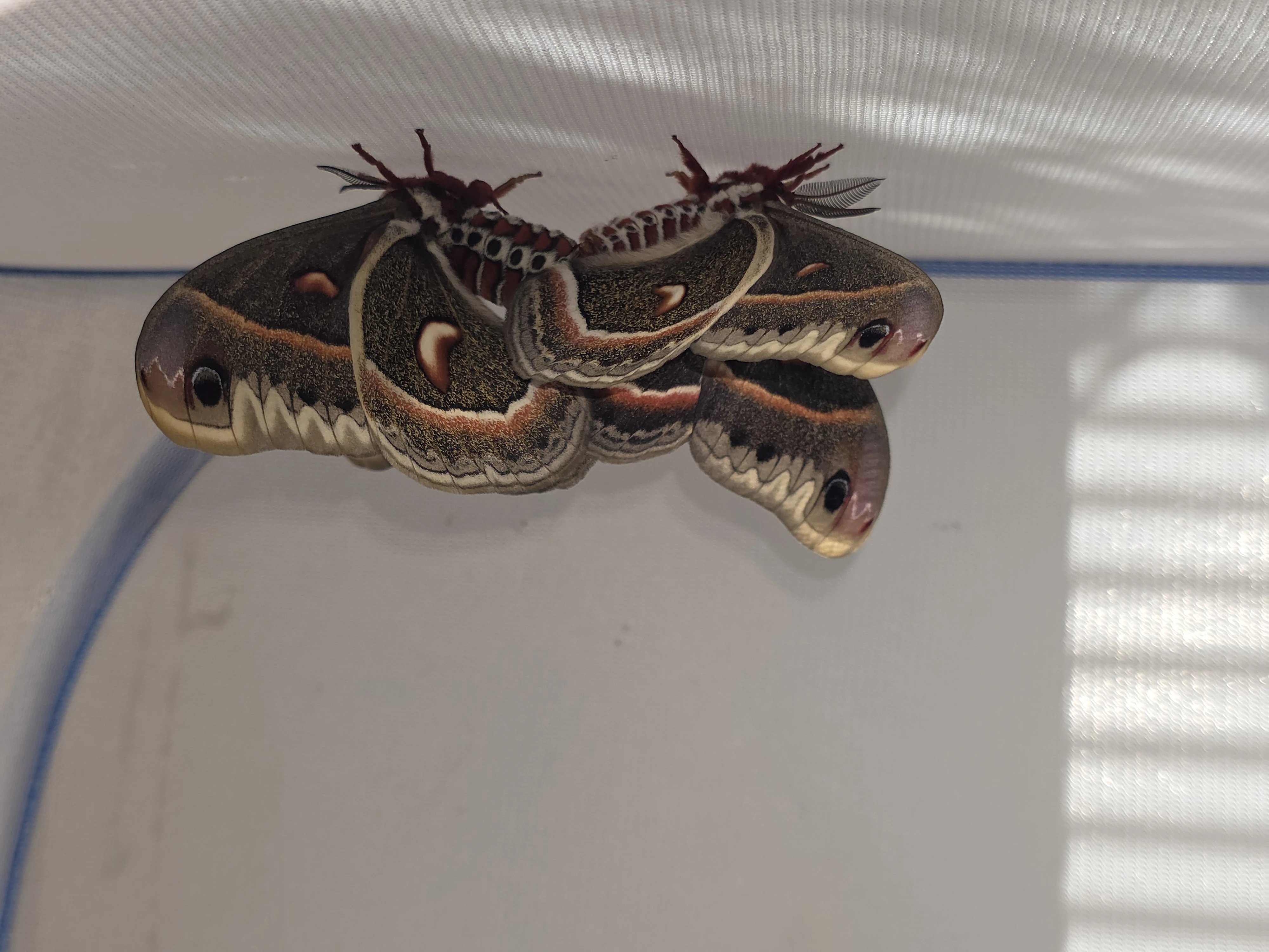 Hyalophora cecropia, vajíčka