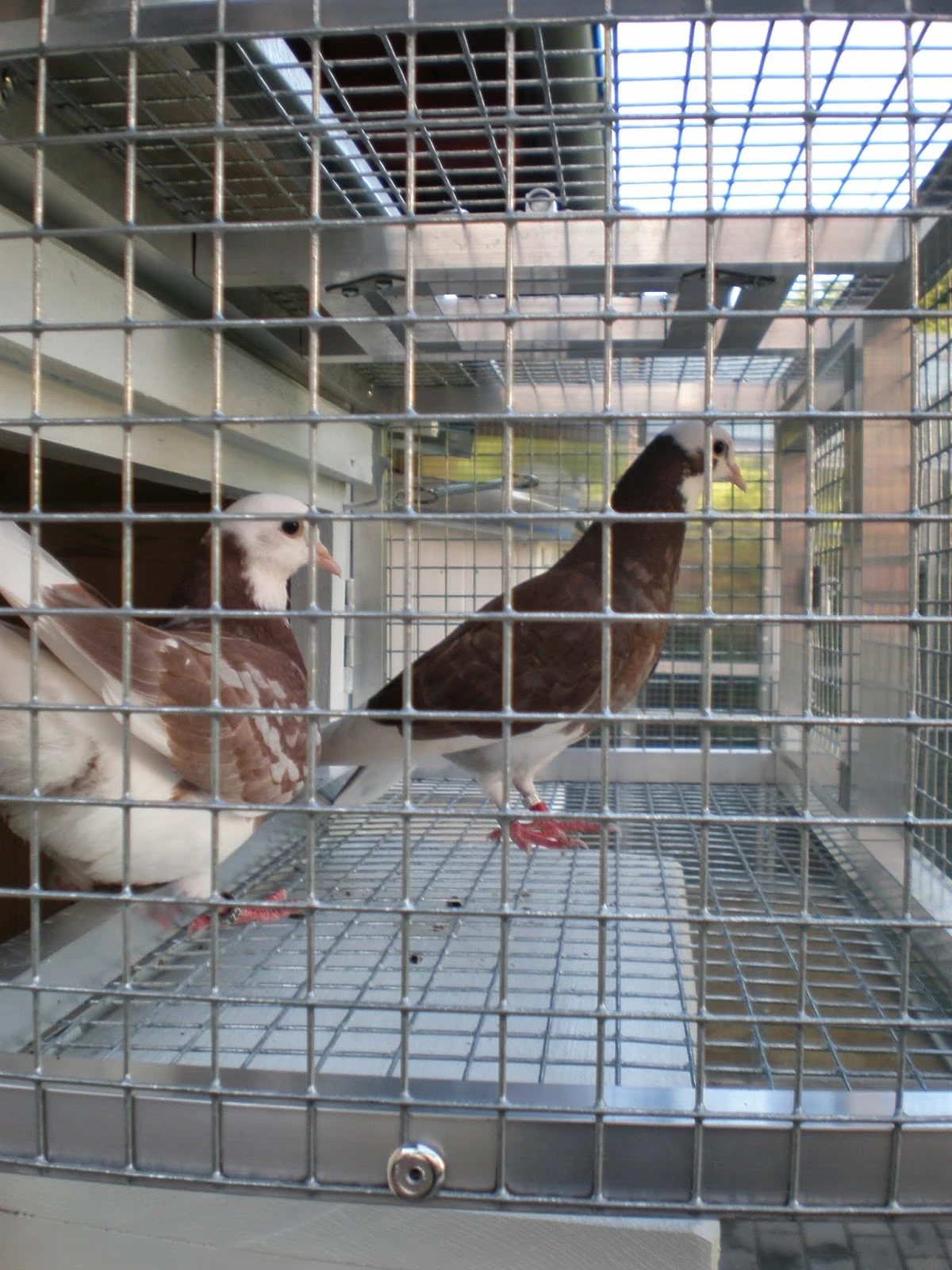 Prodám loňské BR a Kelebeky  malý box pro rejdiče