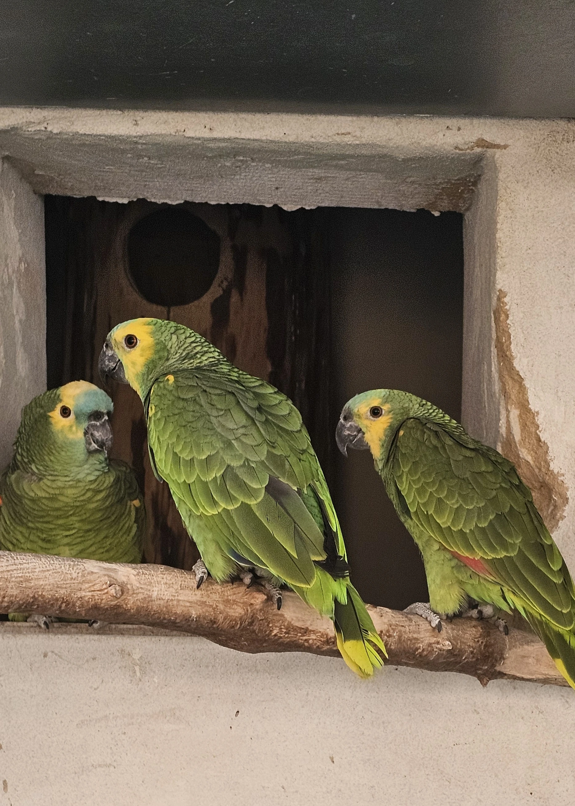 Amazoňan modročelý prodám