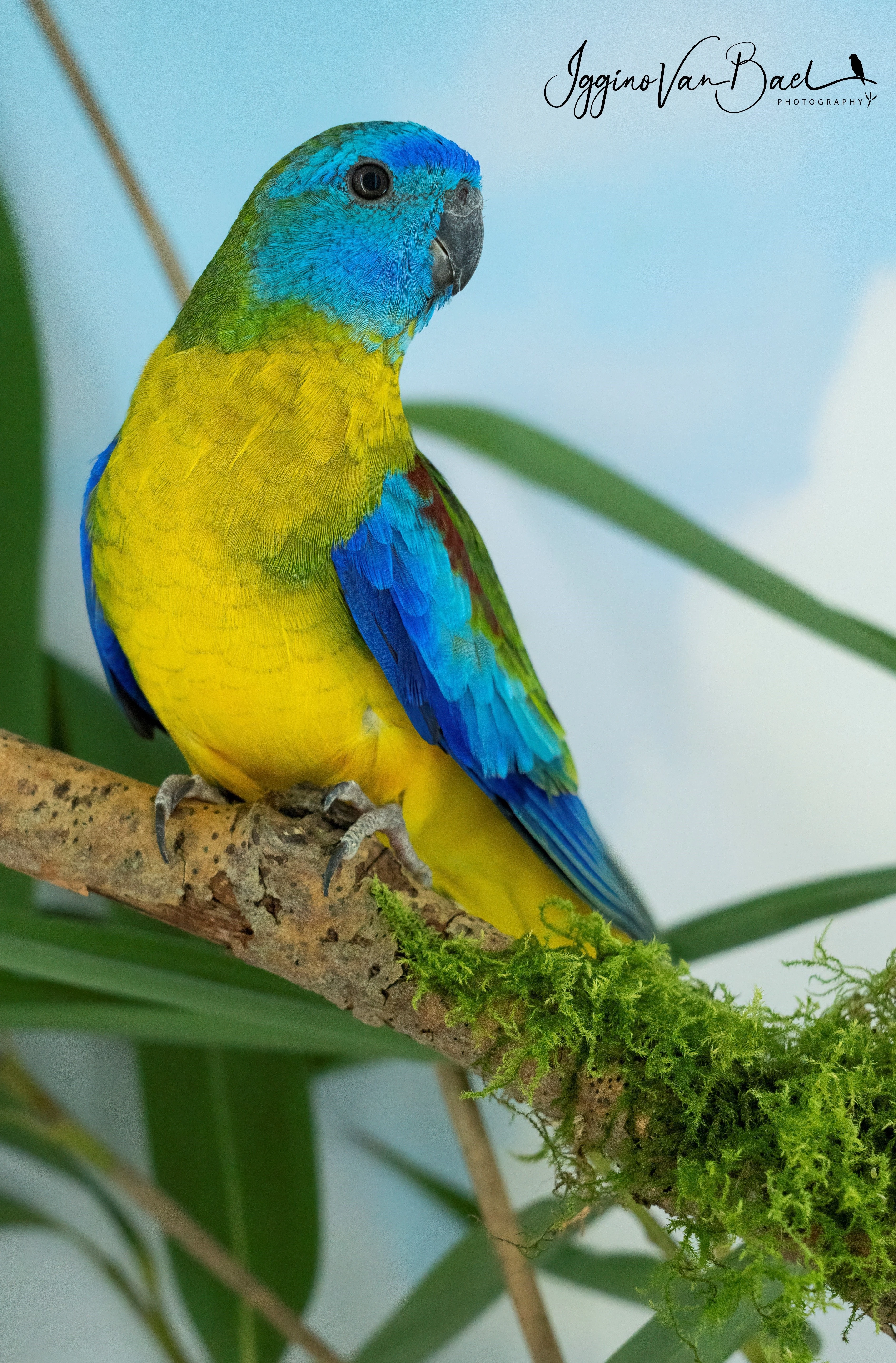 Koupim 0.1 holoubek diamantovy/ 0.1 neofema tyrkysova