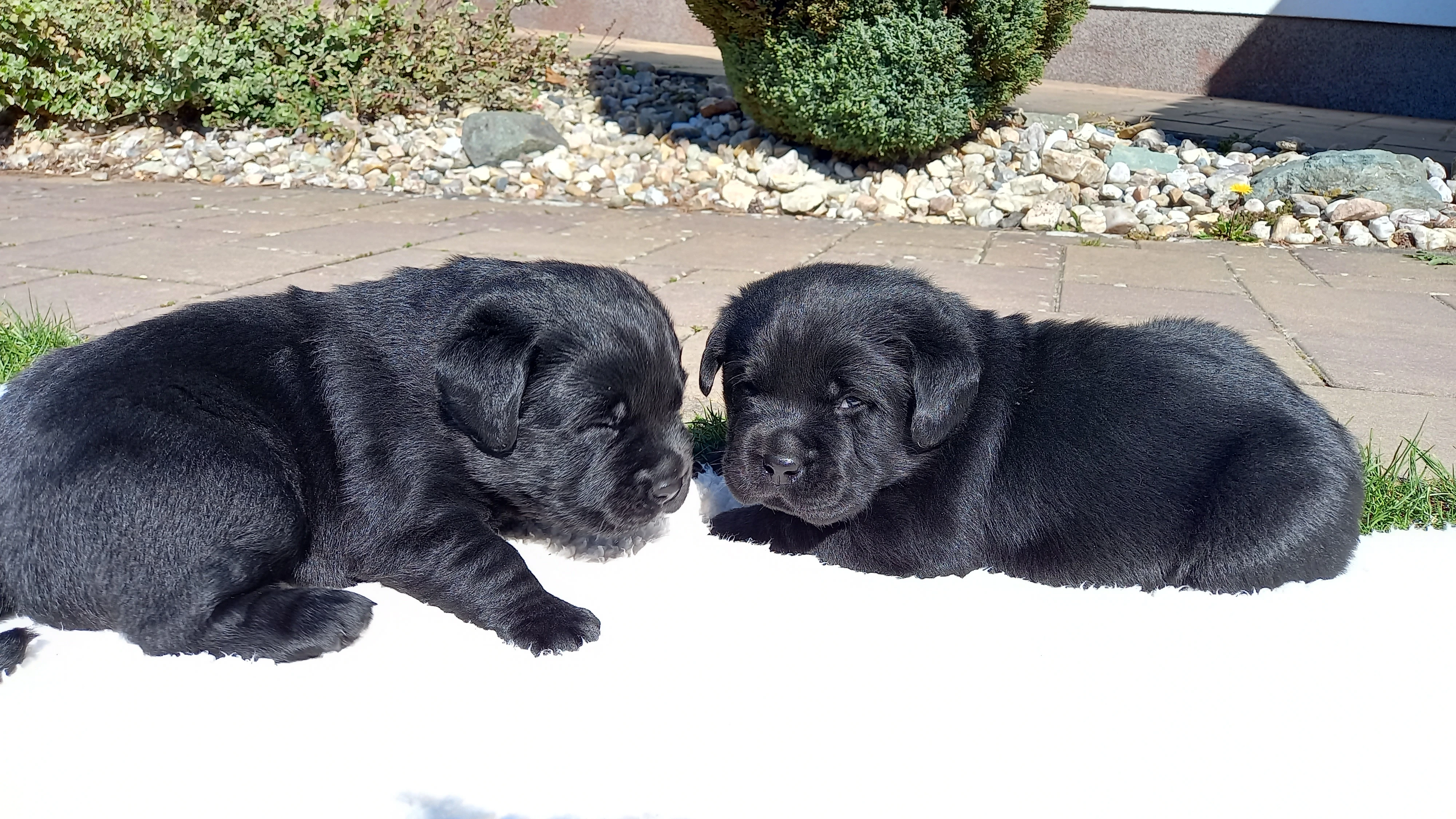 Labradorský retrívr