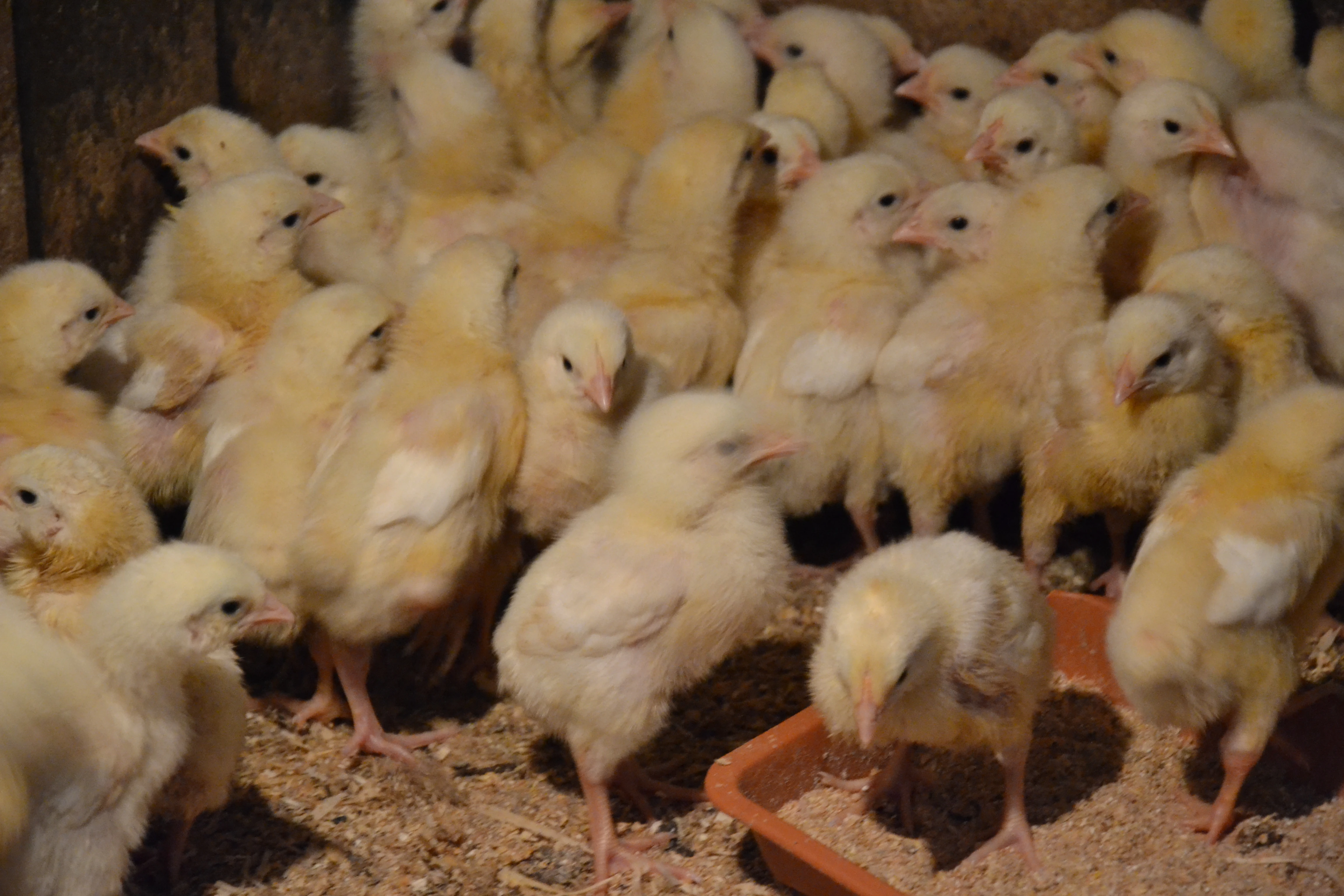 Brojlerová kuřata Ross