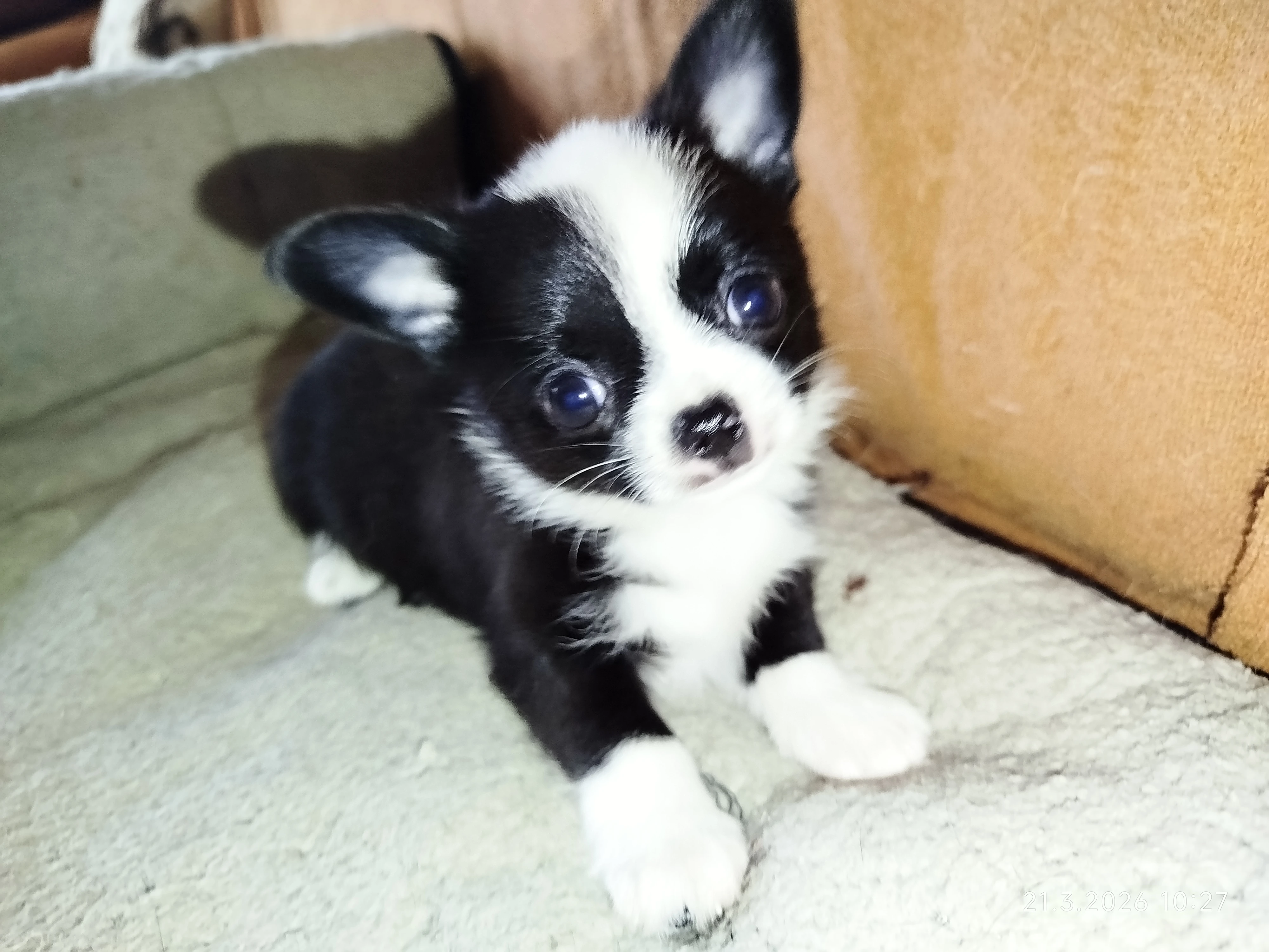 Čivava - miniaturní pejsek