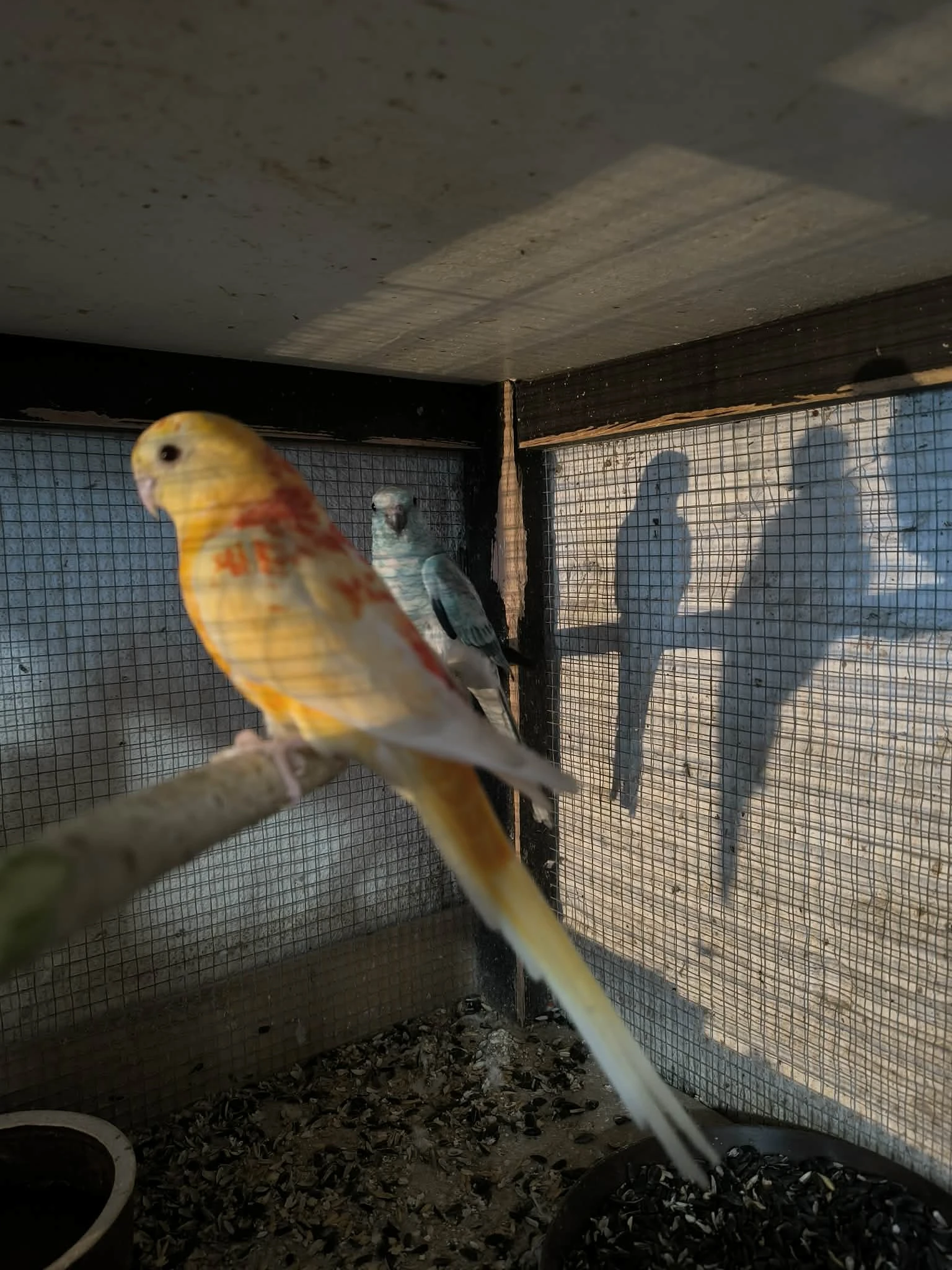 Papoušek zpěvavý, kakarik čč