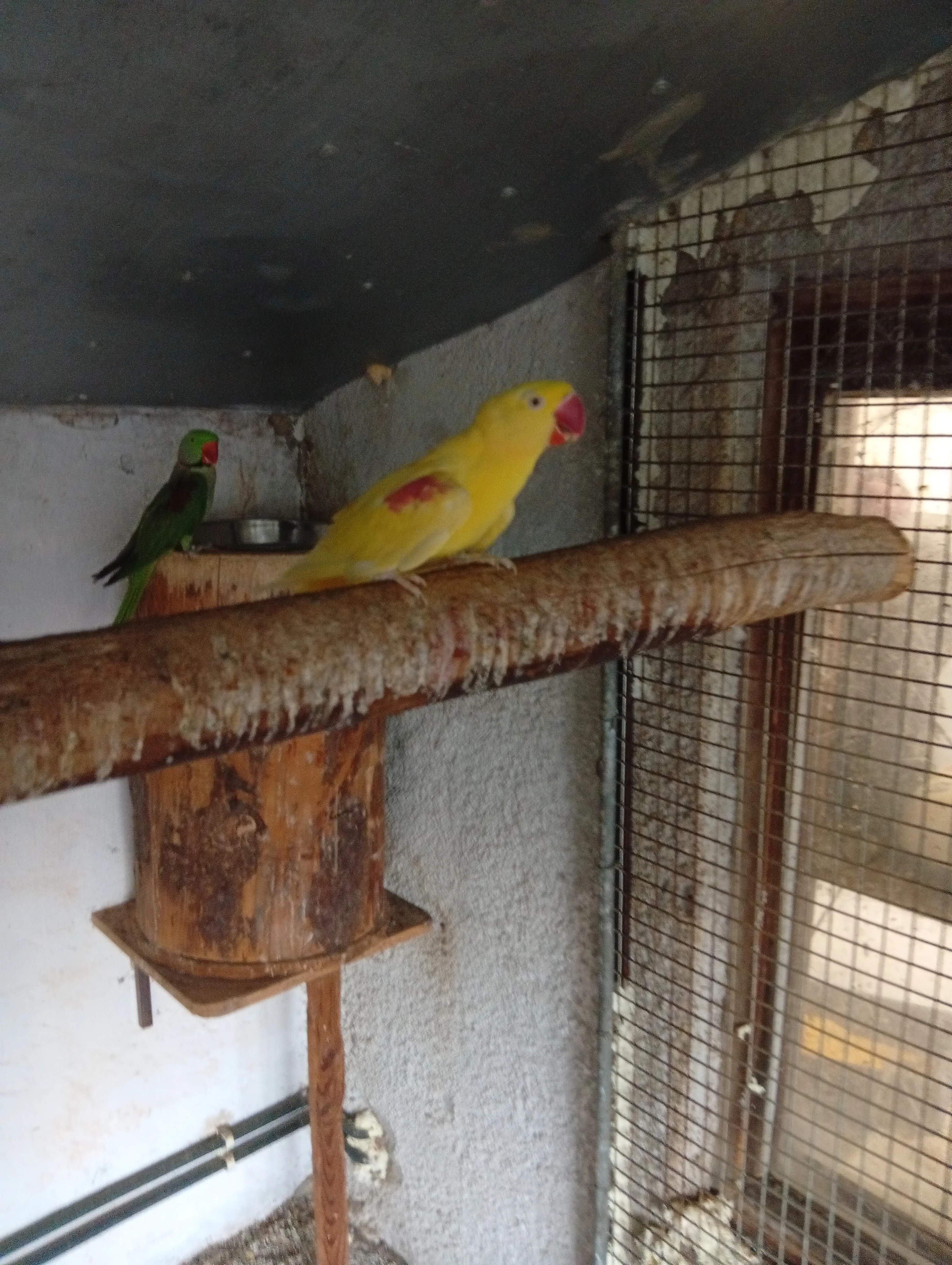 Alexandr velký mutace