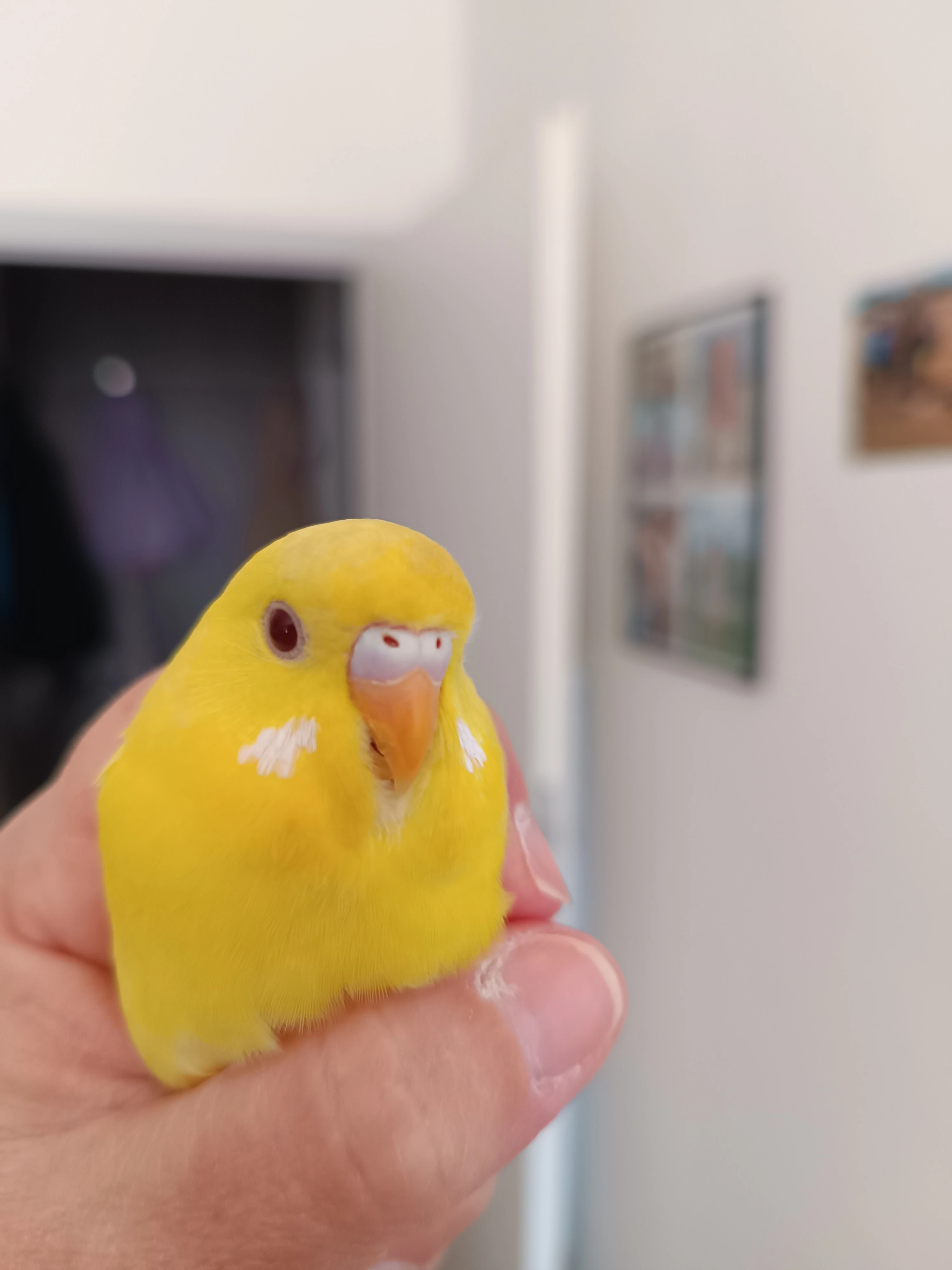 Sháním samečka andulky vlnkované