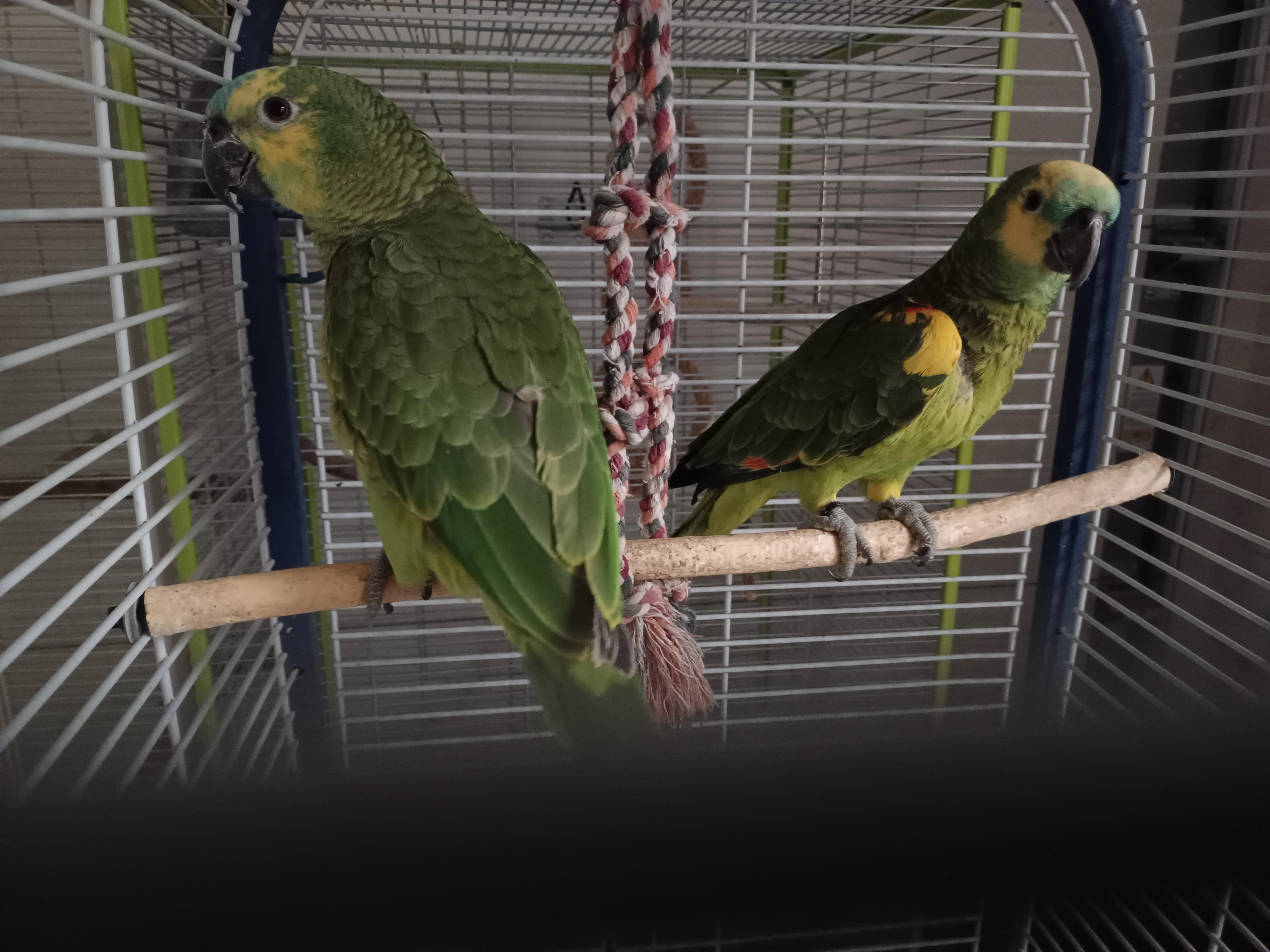 Amazoňan modročelý - pár