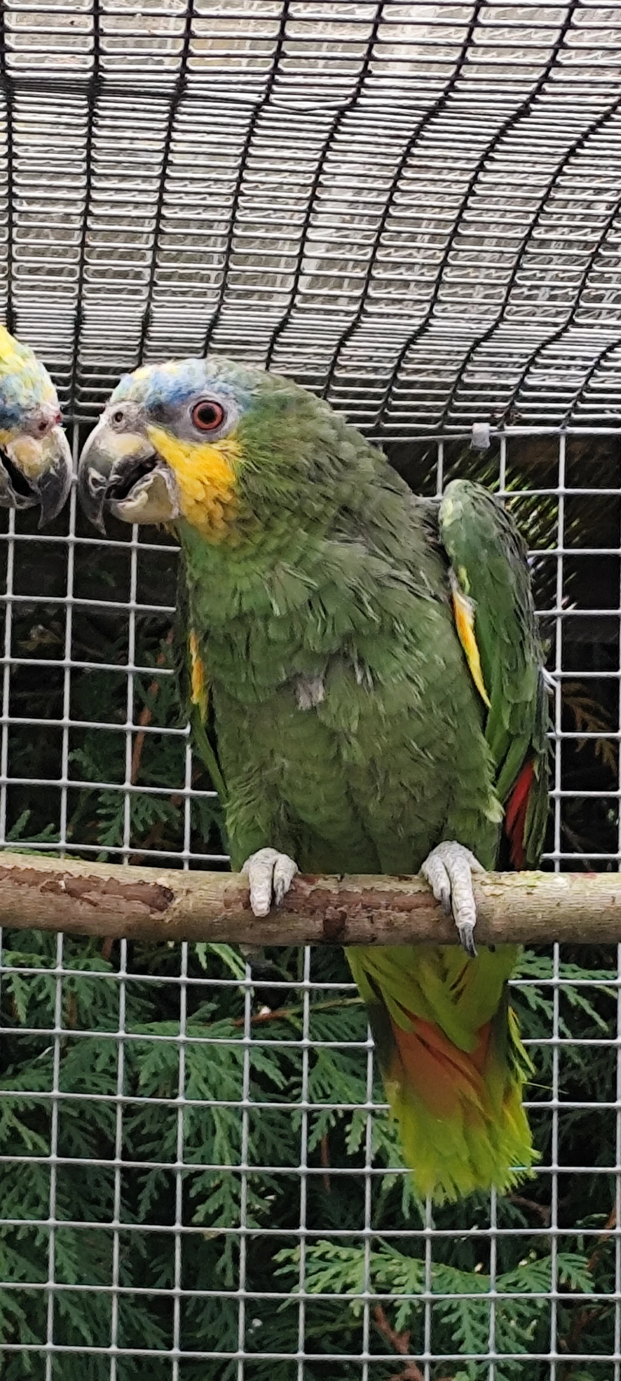 1.0 Amazona amazonica