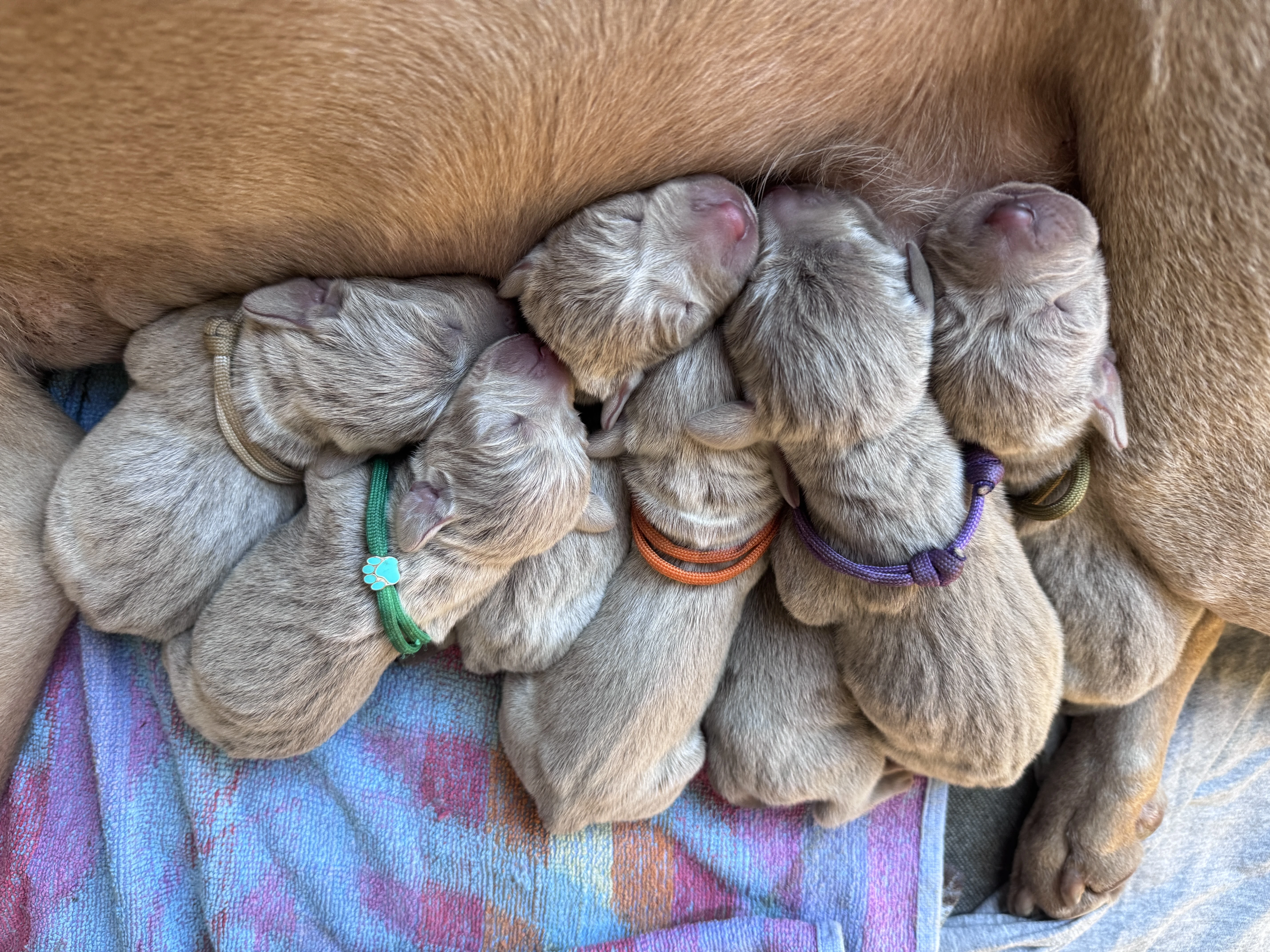 Štěňata Výmarský ohař