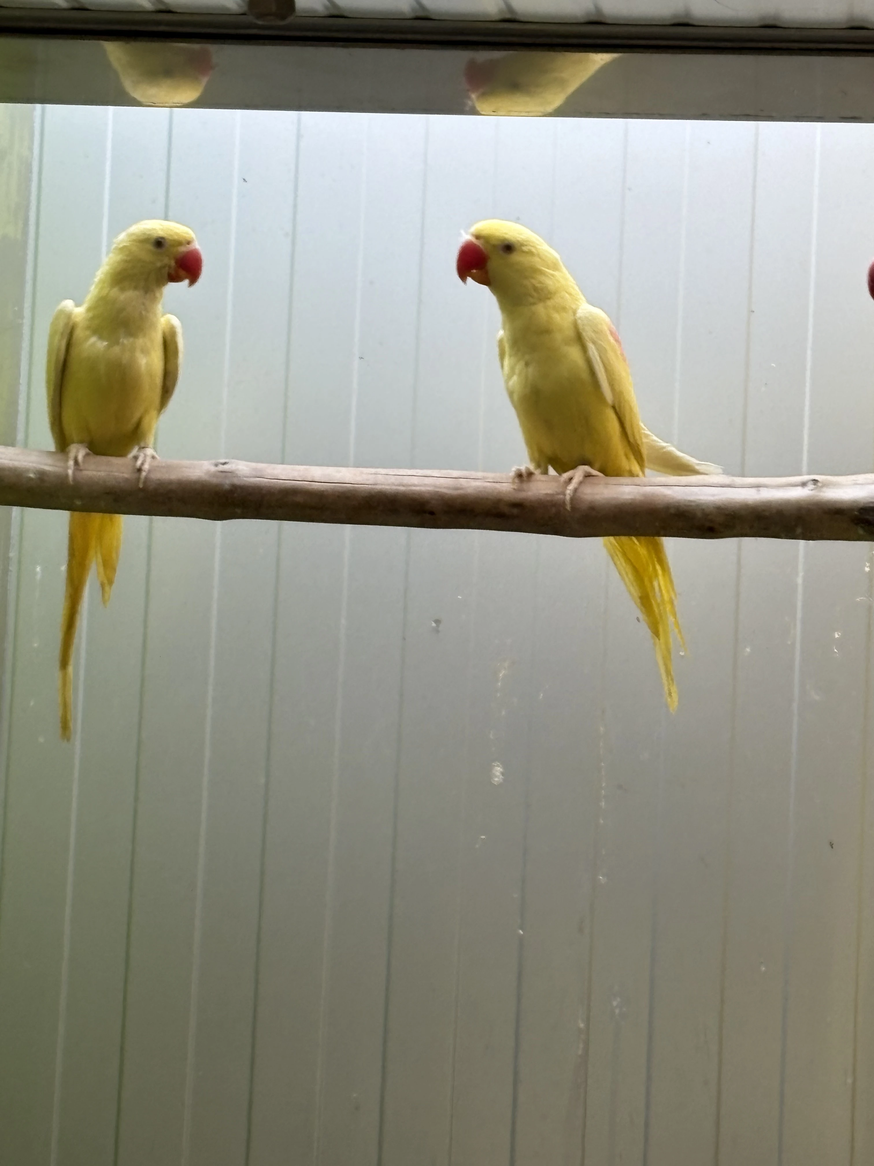 Alexandr velký m u t a č n í