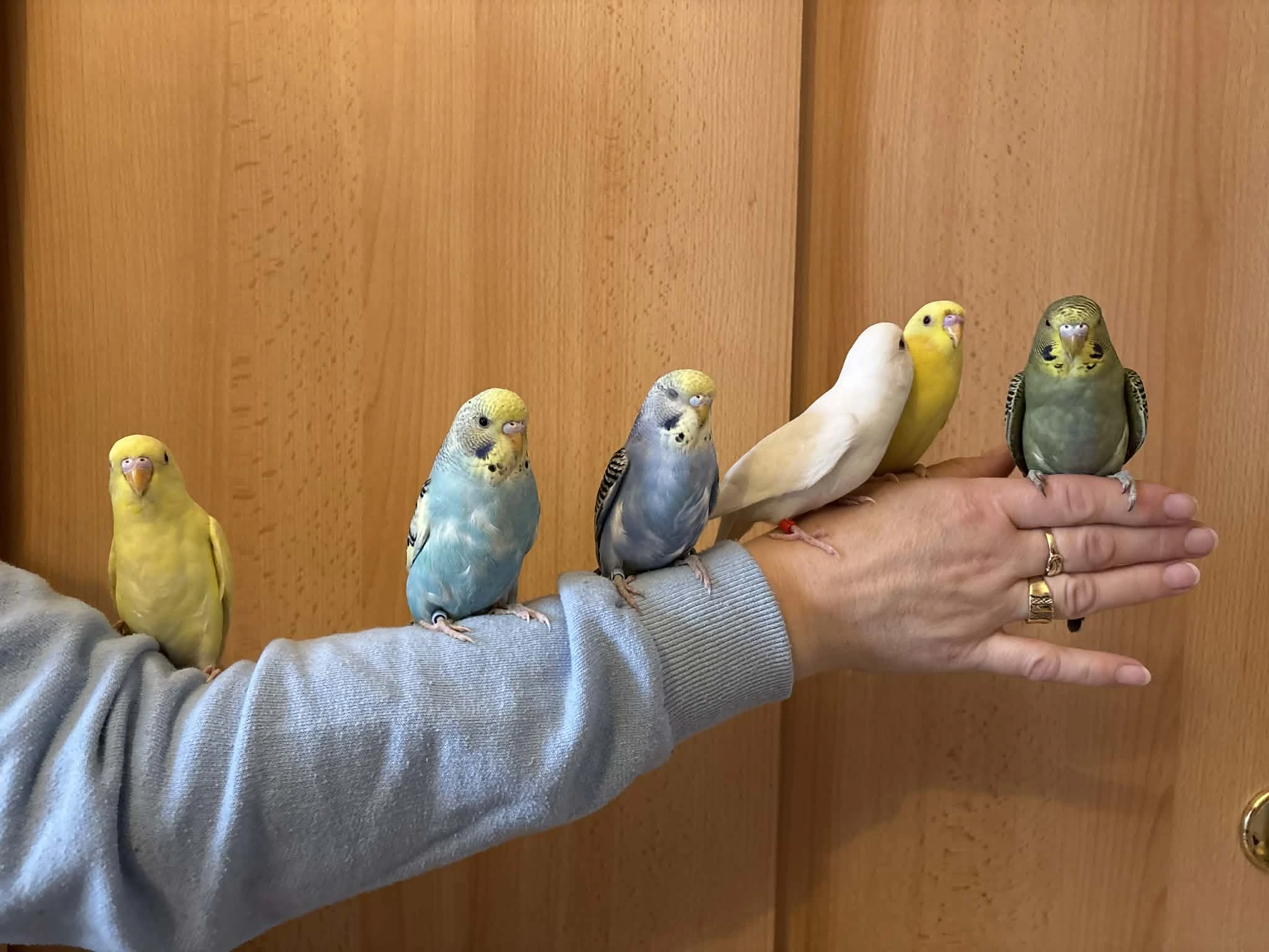 Prodám mladé andulky po vylétnutí z budky